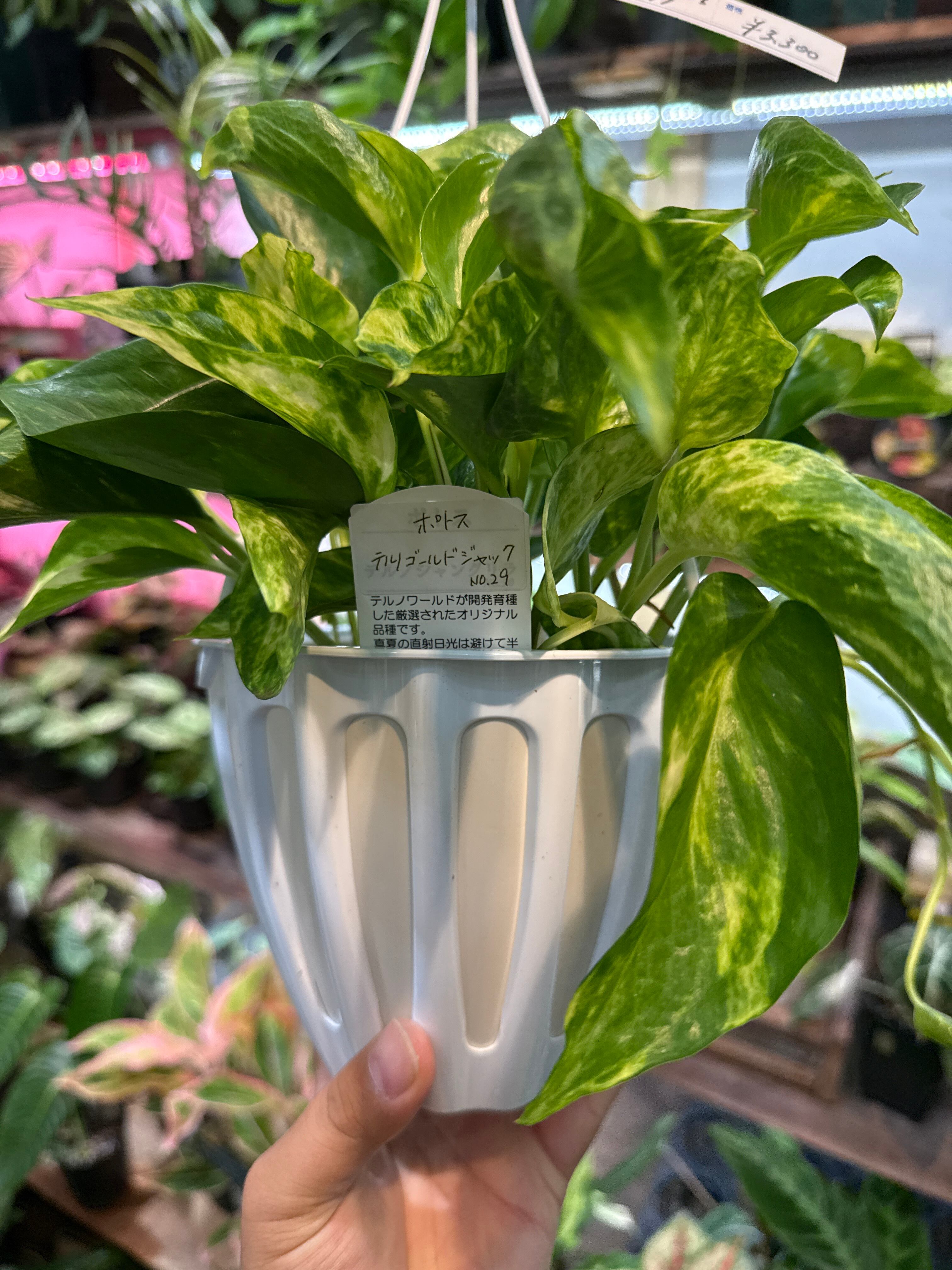 ポトス テルノシリーズ No.29 ゴールドジャック | Gardenえん 【観葉