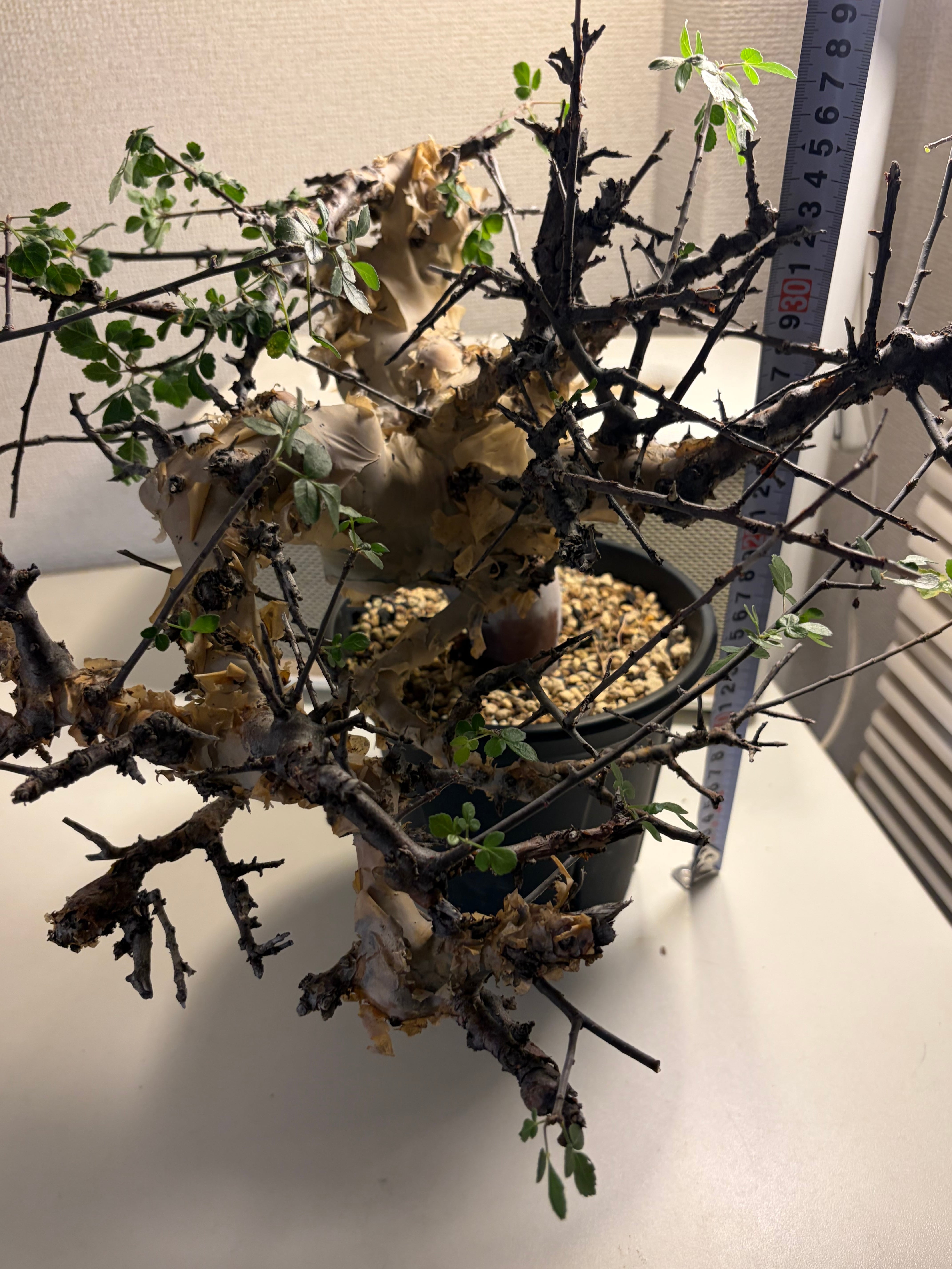 荒れ狂うコミフォラ カタフ ターカネンシス Commiphora グラキリス