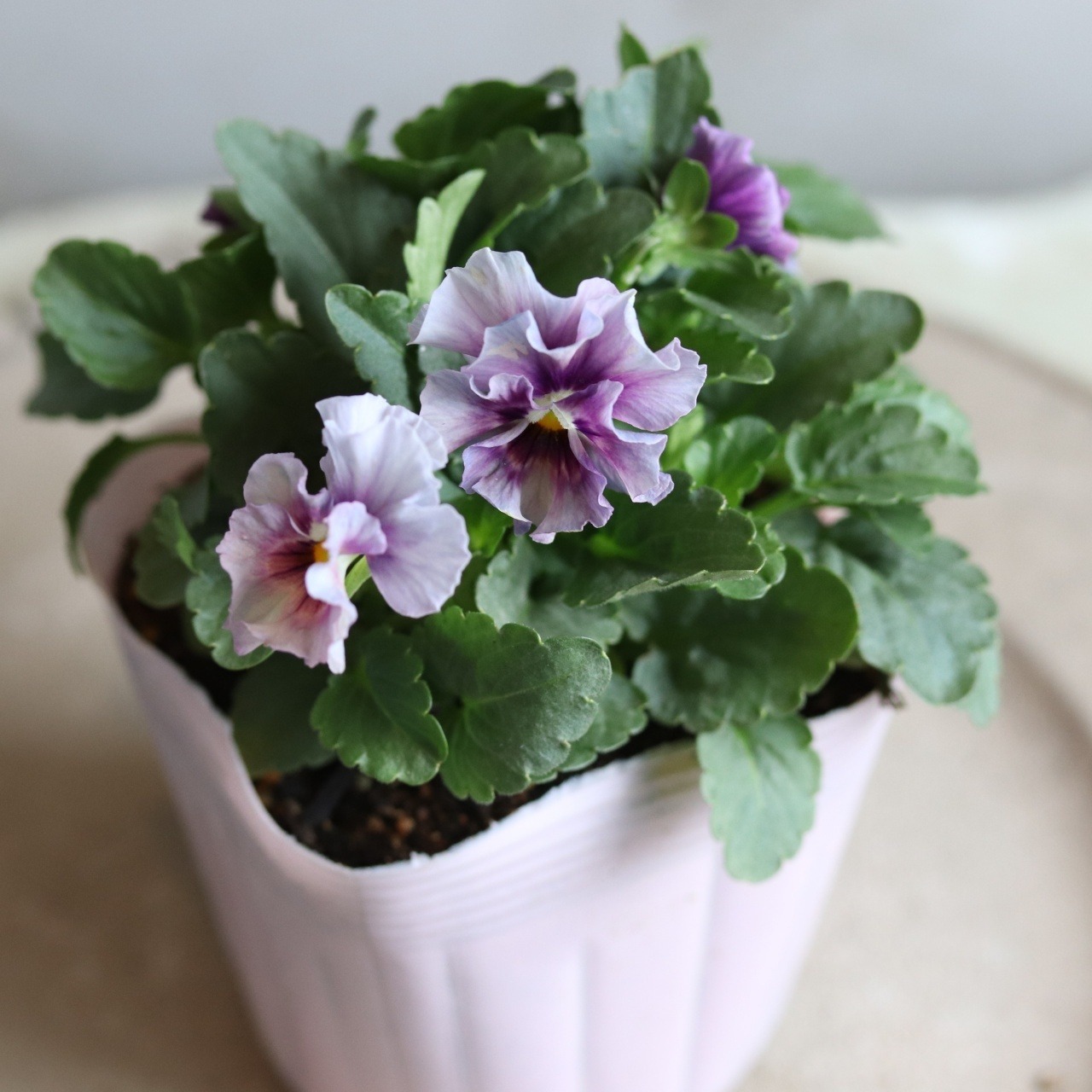 パンジー・ぺルクレア（ブルー～ムラサキ系）冬から春にオススメのお花　よく咲く　シャビーシックにおすすめ