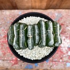 Haworthia 【ハオルチア・玉扇”白雲マンモス】