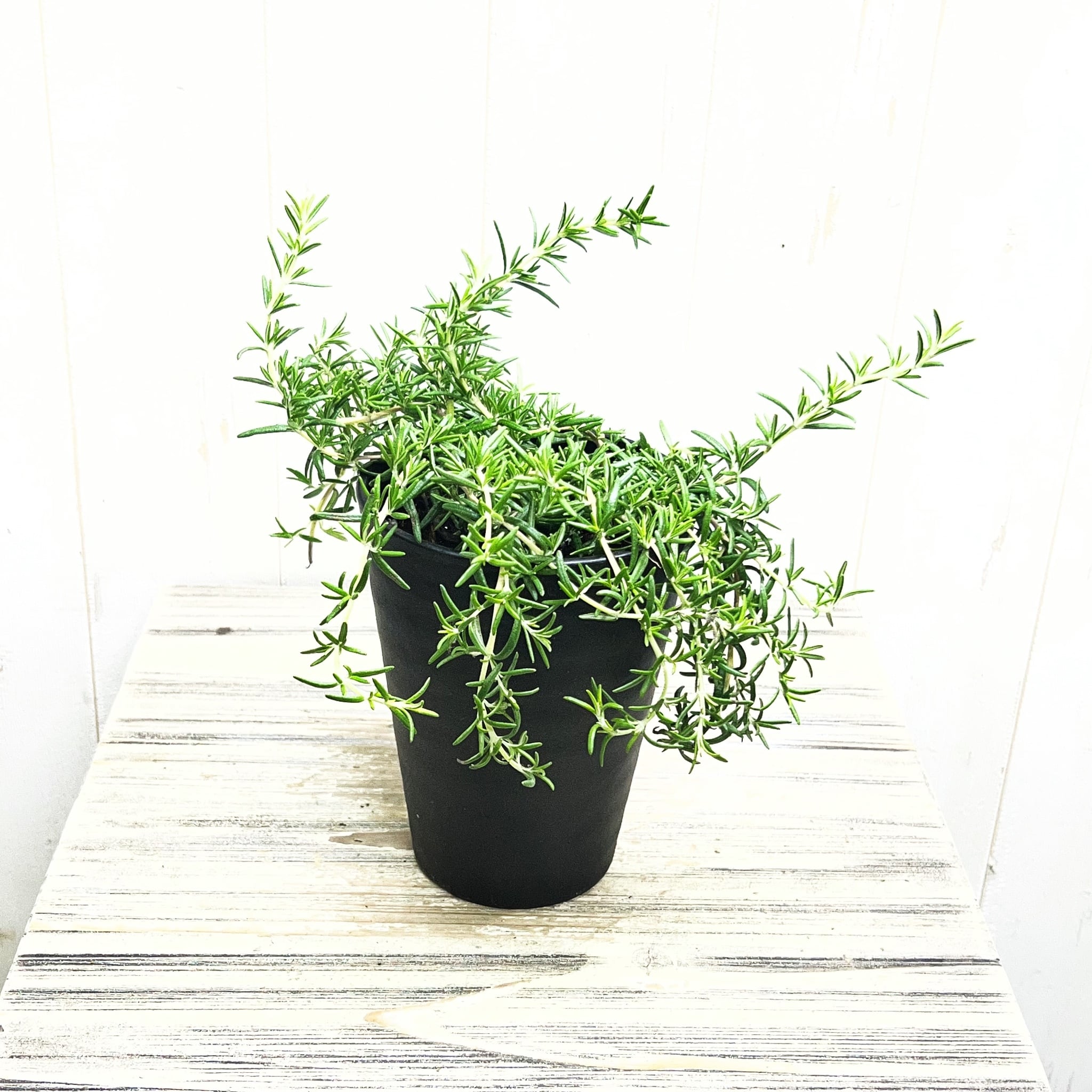 ユーカリ ポポラス テラコッタ鉢植え｜丸葉がかわいい人気品種