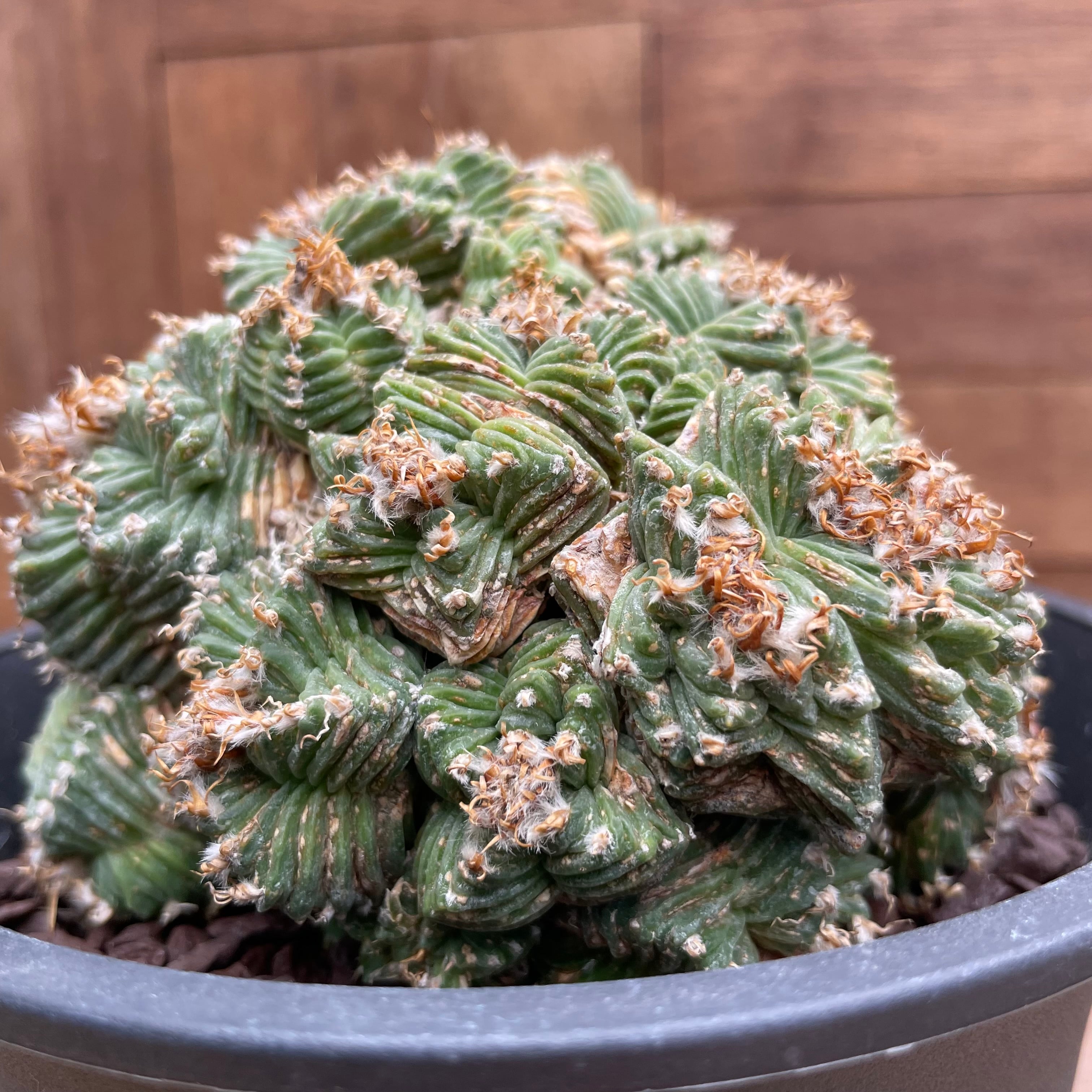 Aztekium ritteri 'Valdezii'【アズテキウム・紅籠・接木 Aztekium ritteri 'Valdezii'【アズテキウム・紅籠・接木