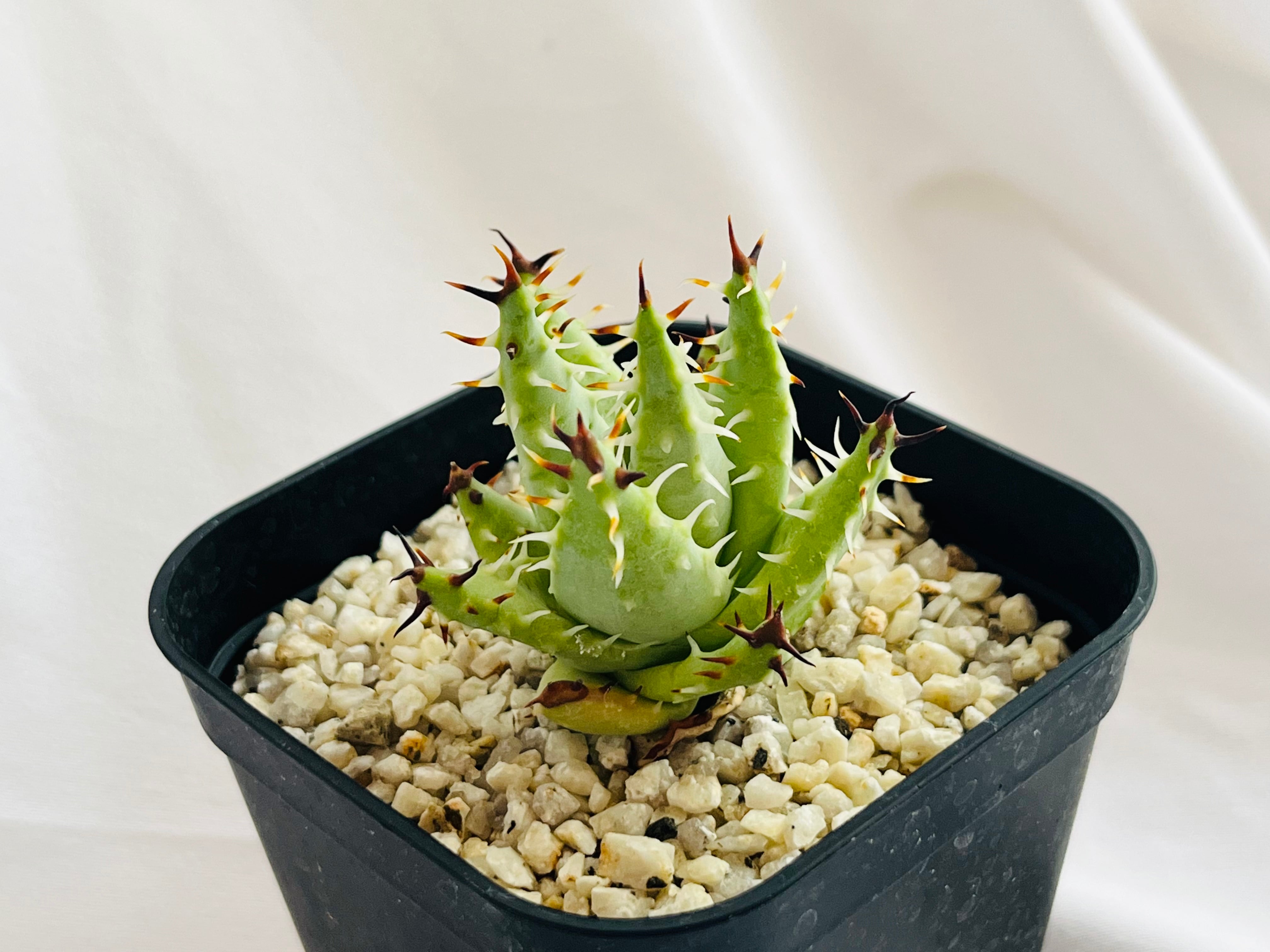 ≧∇≦）多肉植物 アロエ エリナケア アロエ エリナケア | 黒刺 