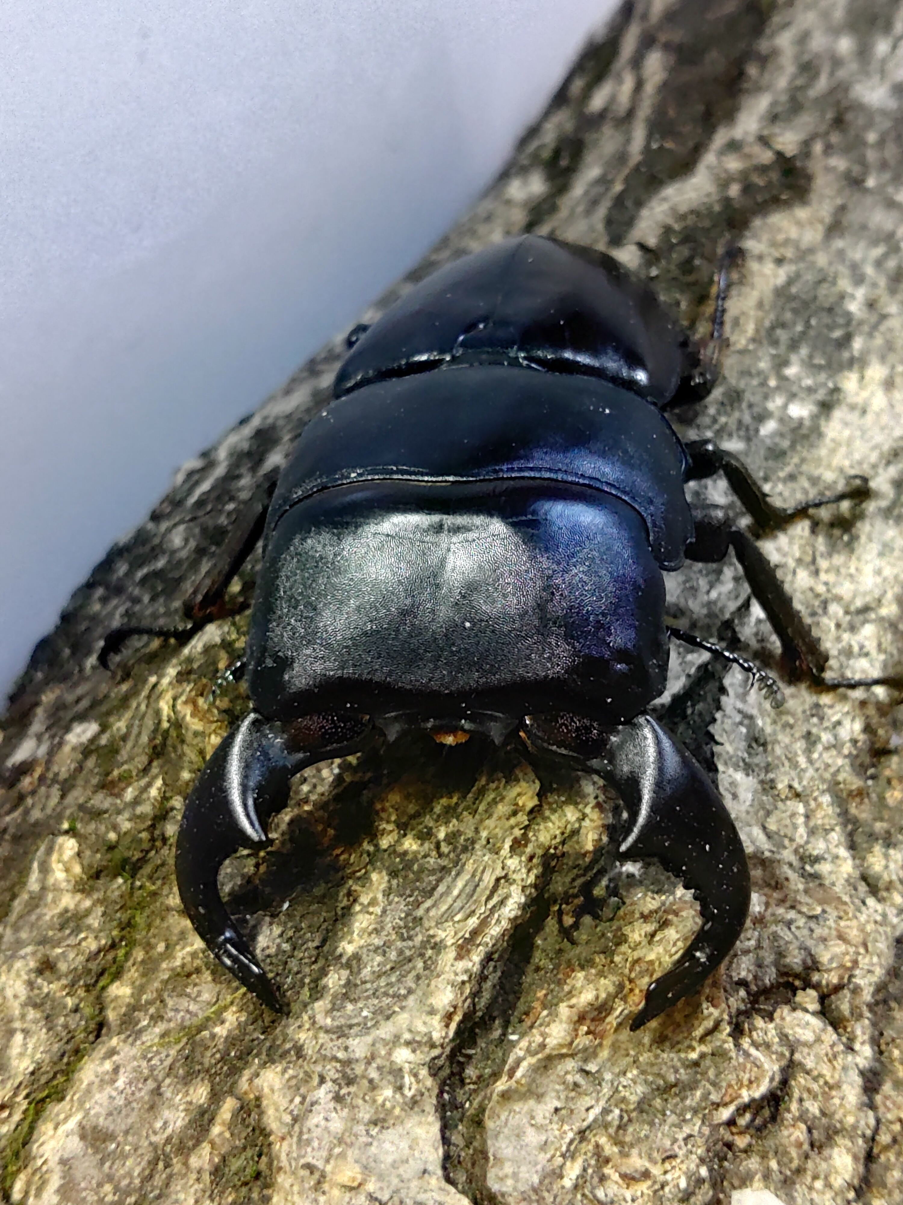 メタリフェルホソアカクワガタ ♂2 ♀5 メタリフェルホソアカ | わた