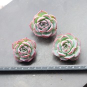 カット苗 シルエット Echeveria 'Silhouette'