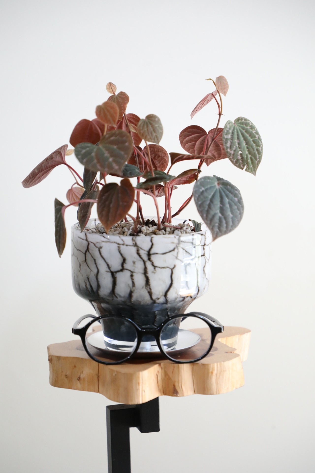 【S】ピペル ピンクスペシャル   ※ガラスポット付き