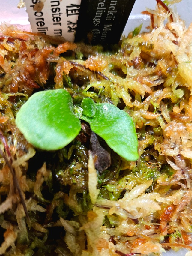 【新作ドワーフ】P.Willinckii 'Monster moon' 12th oasis sporeling【artPLANTs/PLANTS GARAGE】ビカクシダ/Platycerium