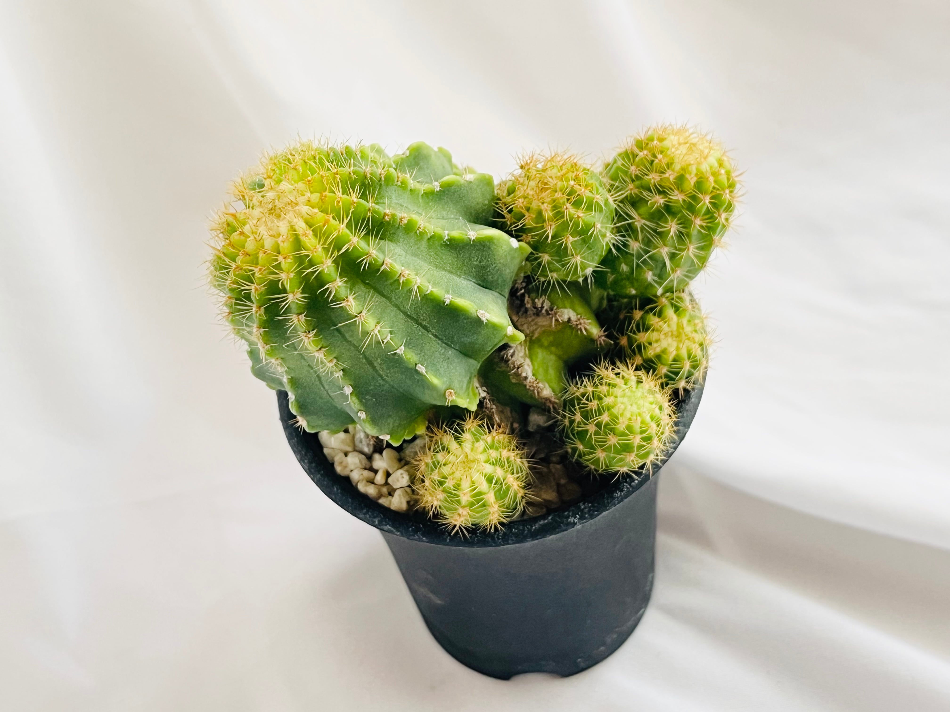 Echinopsis エキノプシス ロイホワイト サボテン | PAY ID
