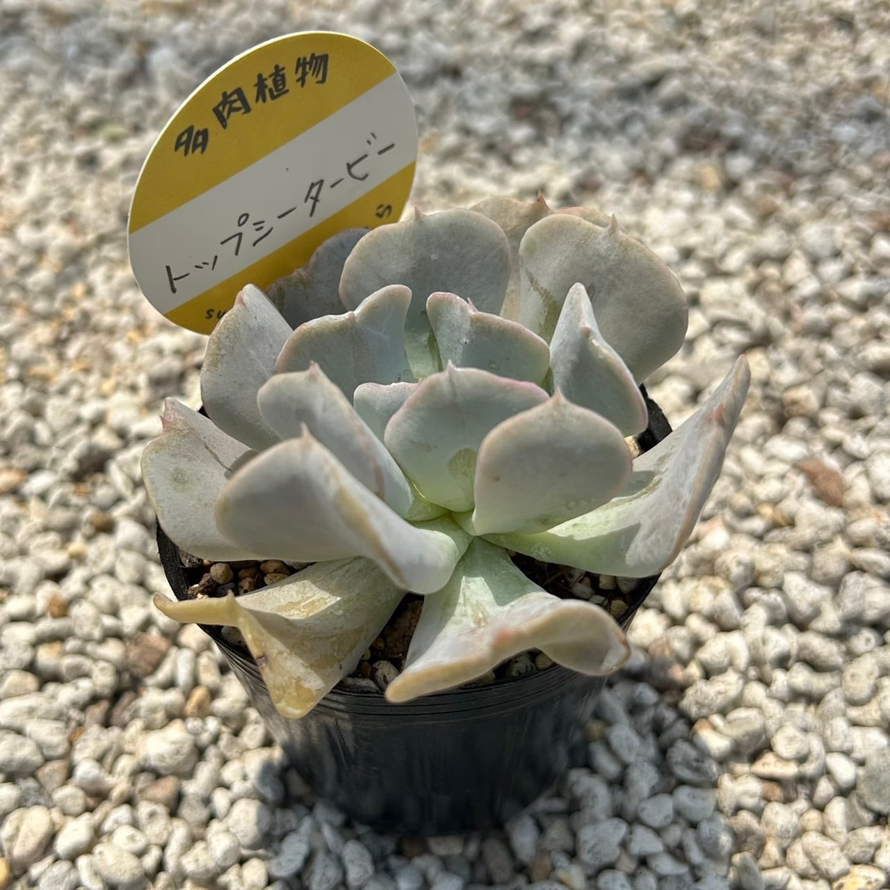 909現物 多肉植物 ロココ 古株 特大 抜き苗 | PAY ID
