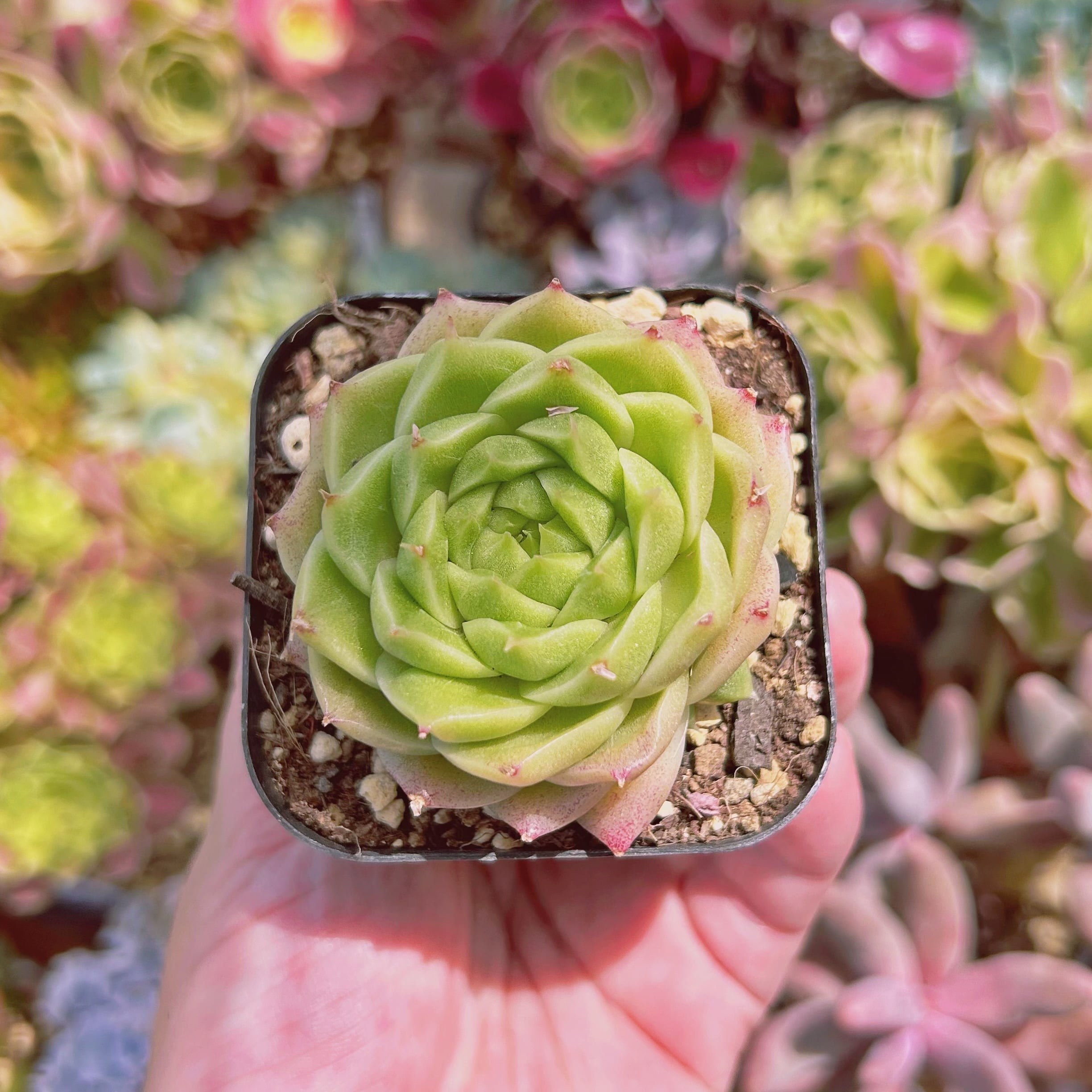 580現物 多肉植物 蛍石 抜き苗 | るる農園~多肉植物専門