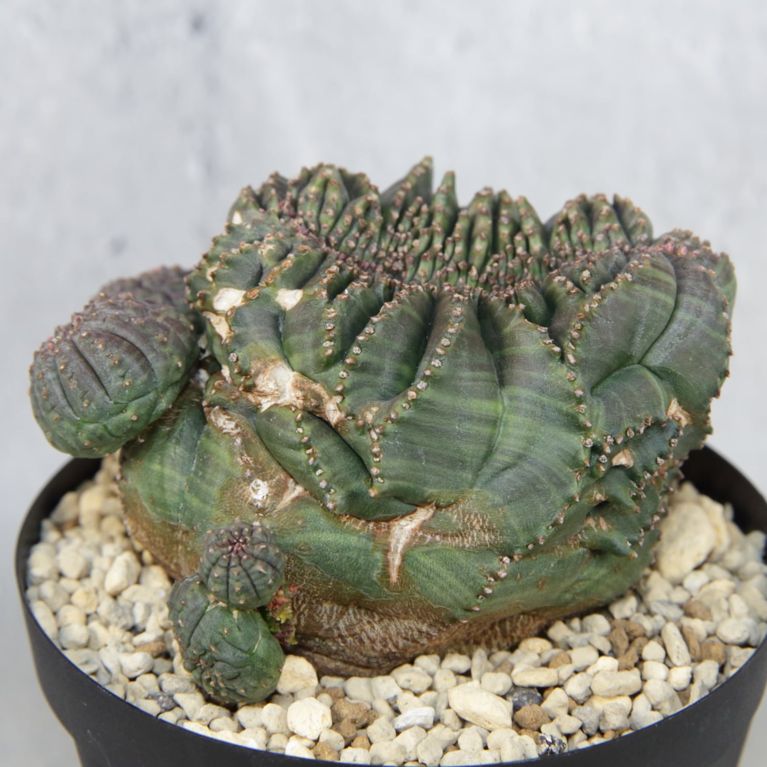 超厳選株】大株 最大幅約9.6cm 仔吹き 円扇綴化 オベサ