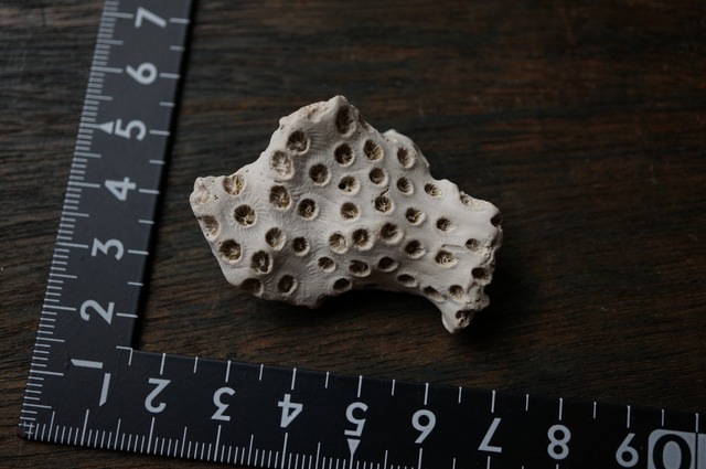 メリーランド州産サンゴ化石 Astrhelia palmata 2092