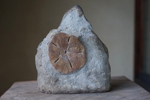 ウニ　化石　Astriclypeus mannii