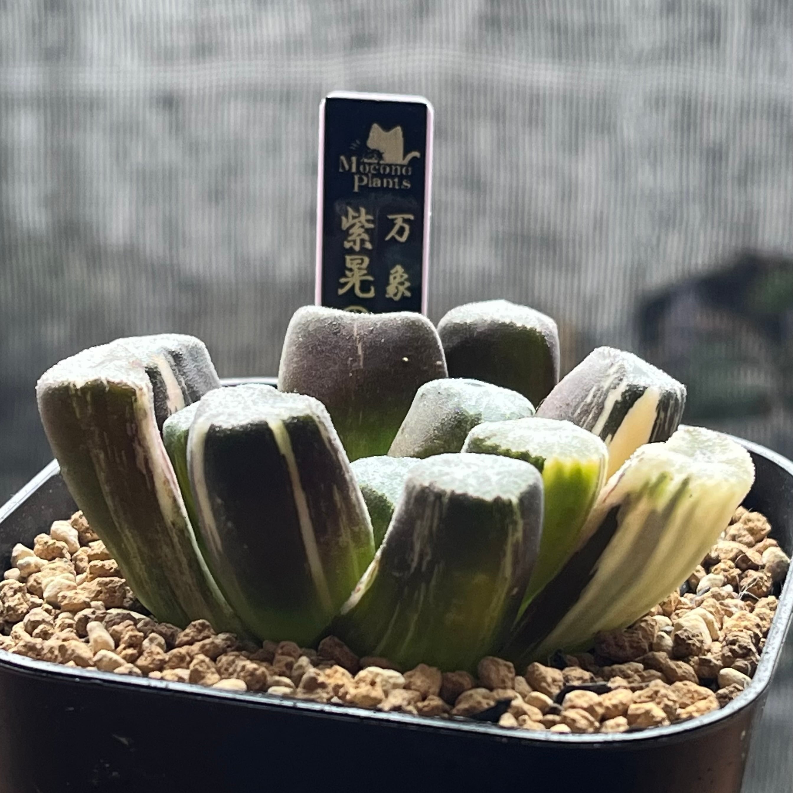 ハオルチア 万象錦 紫晃の光 | mocono_plants