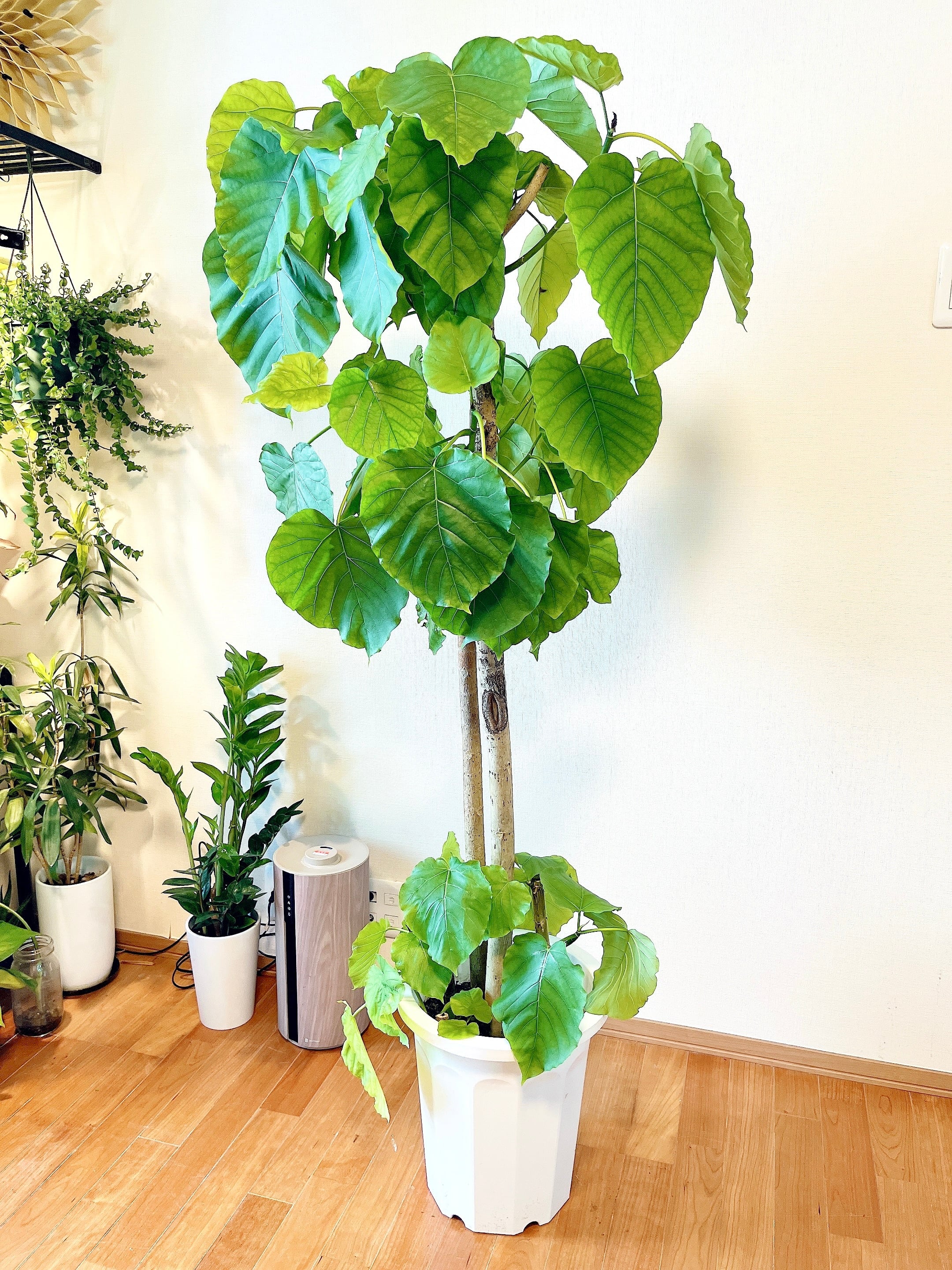極上・現品】フィカス ウンベラータ 10号鉢 170cm ｜ 贅沢な5株植え