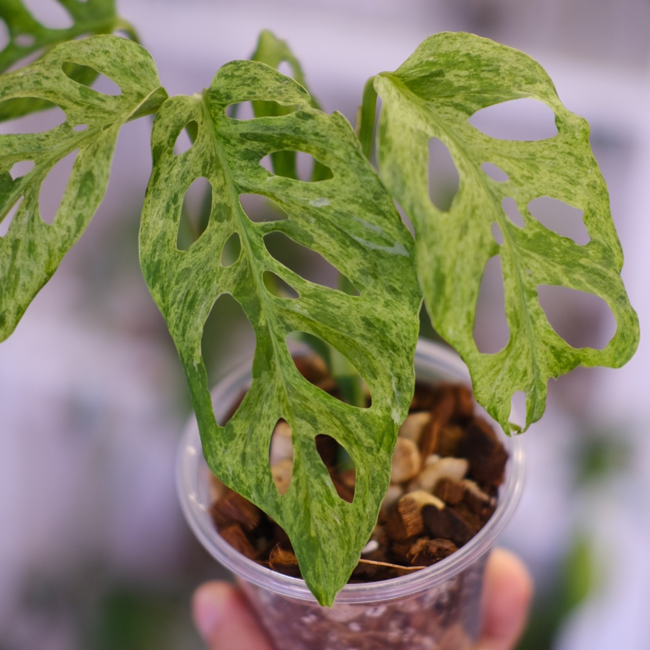 Monstera adansonii Mottled / モンステラ アダンソニー ミント㉙ / 観葉植物