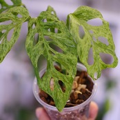 Monstera adansonii Mottled / モンステラ アダンソニー ミント㉙ / 観葉植物