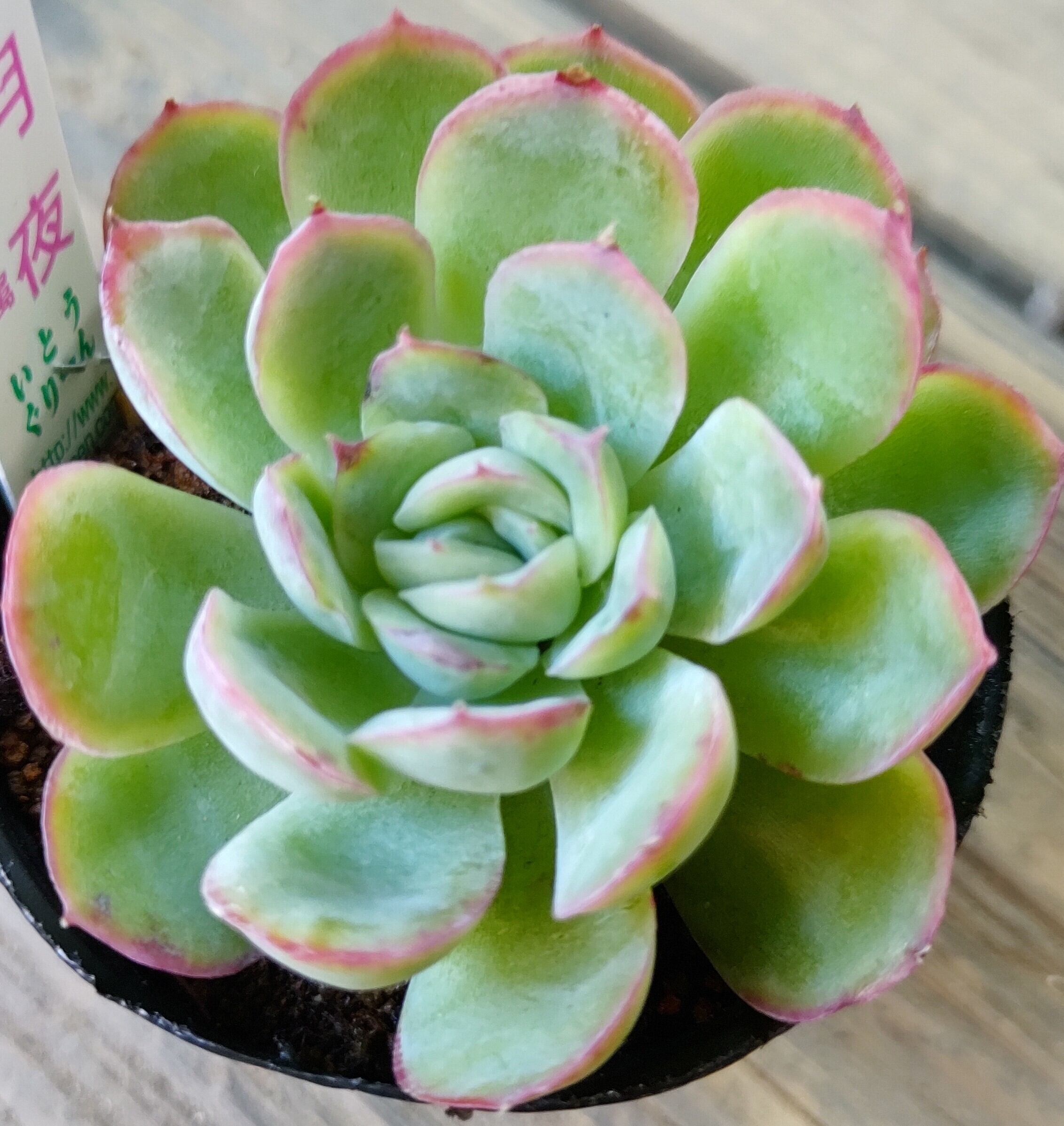 花月夜 | RuPo 多肉植物専門店