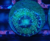 【現地買付】ScolymiaBaby"Blue"  1