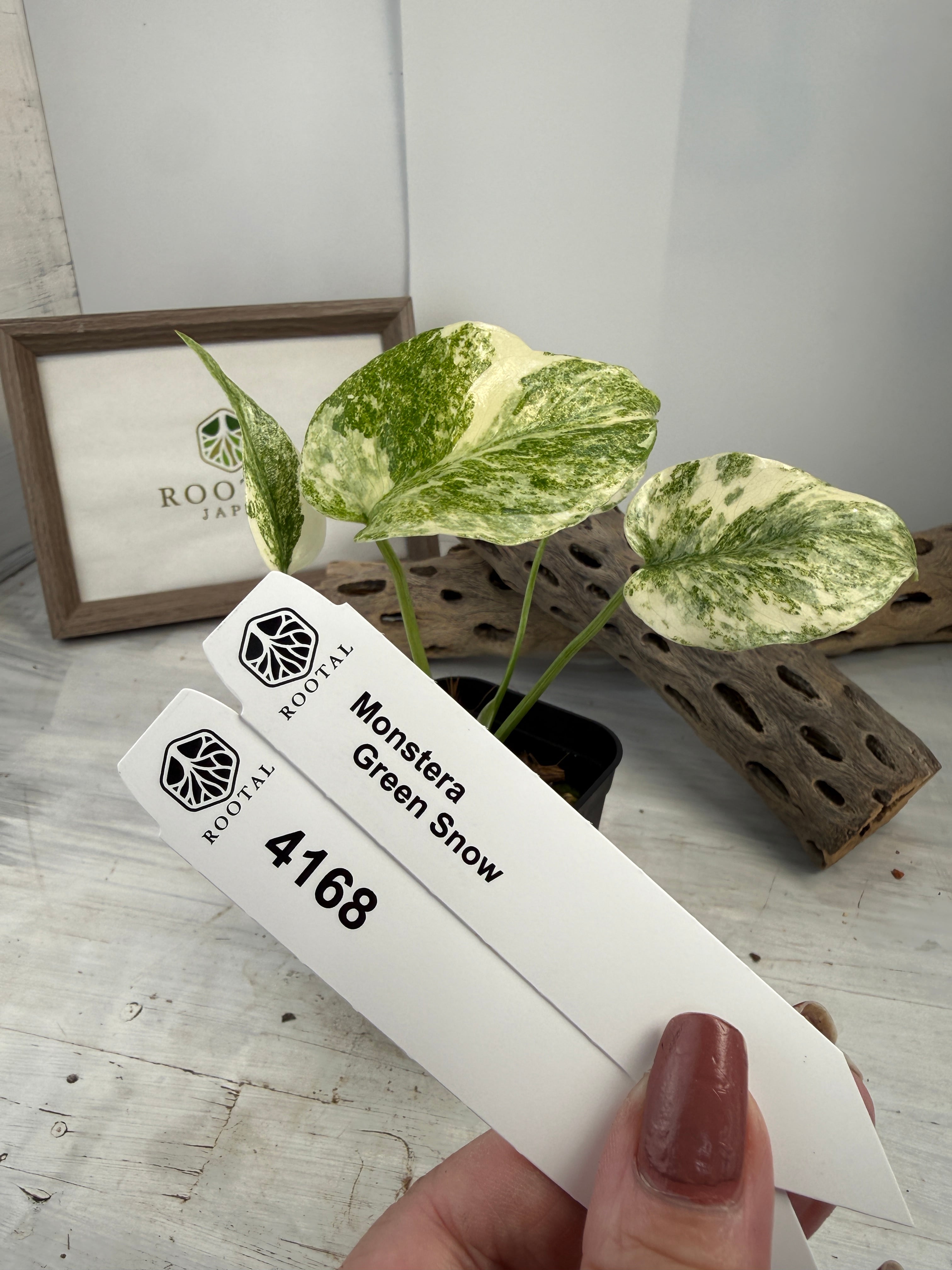 モンステラ | ROOTALPLANTS