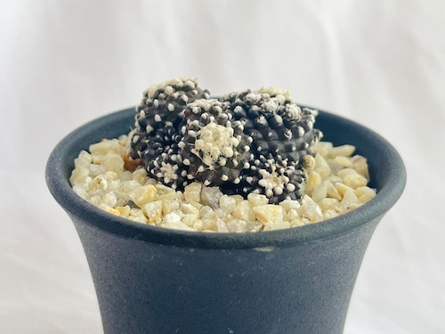 Copiapoa Tenuissima　コピアポア　テヌイシマ　魚鱗玉　サボテン