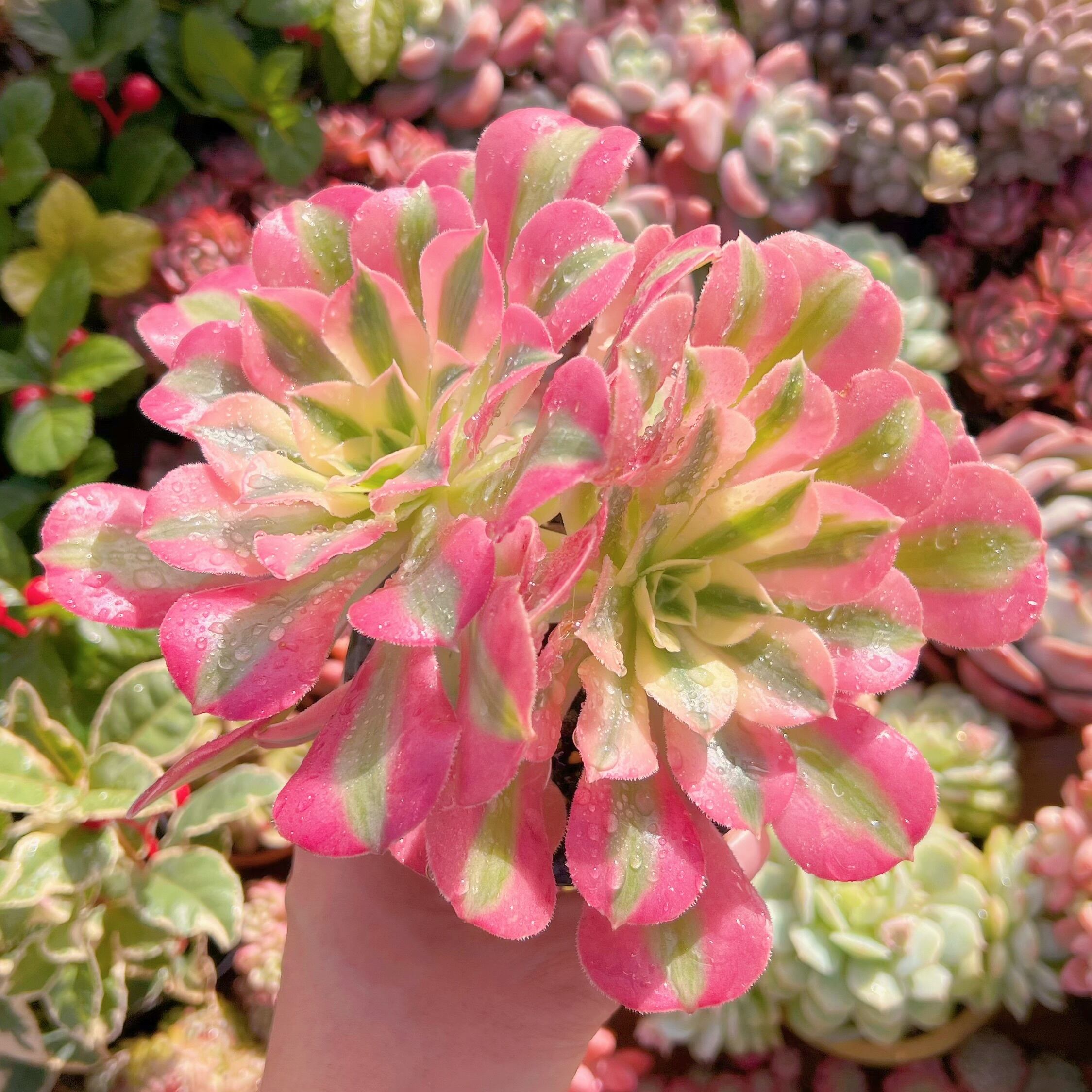 現品　アフラダイティ#667　群生　るる農園