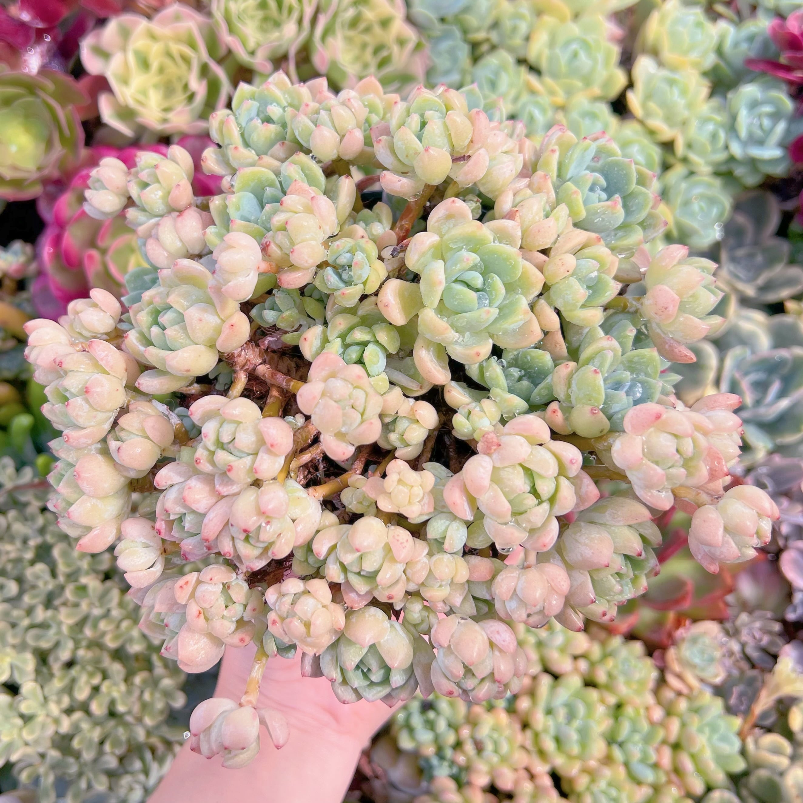 現品　プロリフェラxラウル#A71　大群生　るる農園