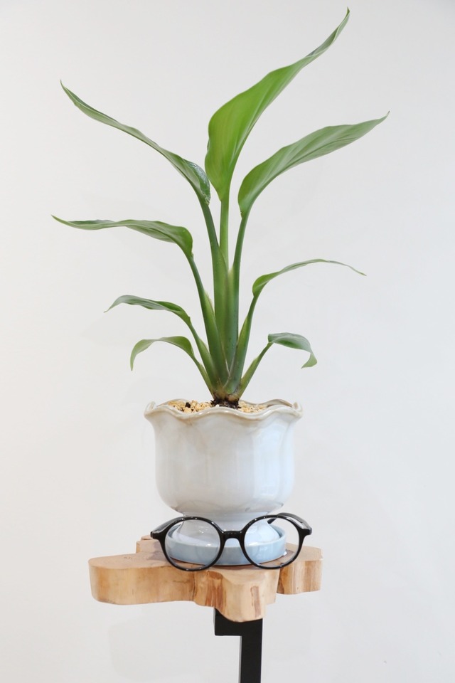 【S】オーガスタ/Strelitzia