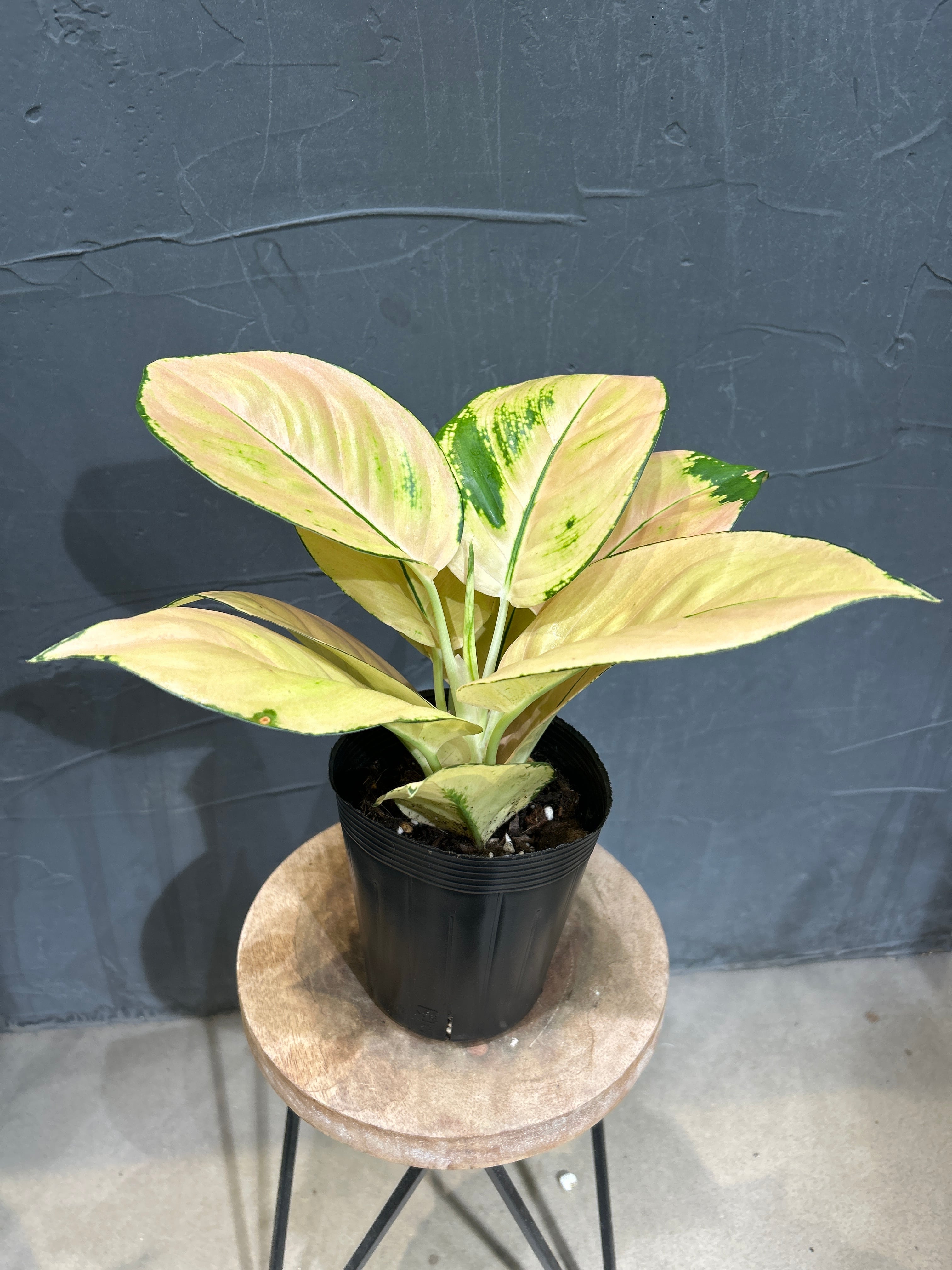 A アグラオネマ ライトオブヘブン | MIDORIYA 観葉植物専門店