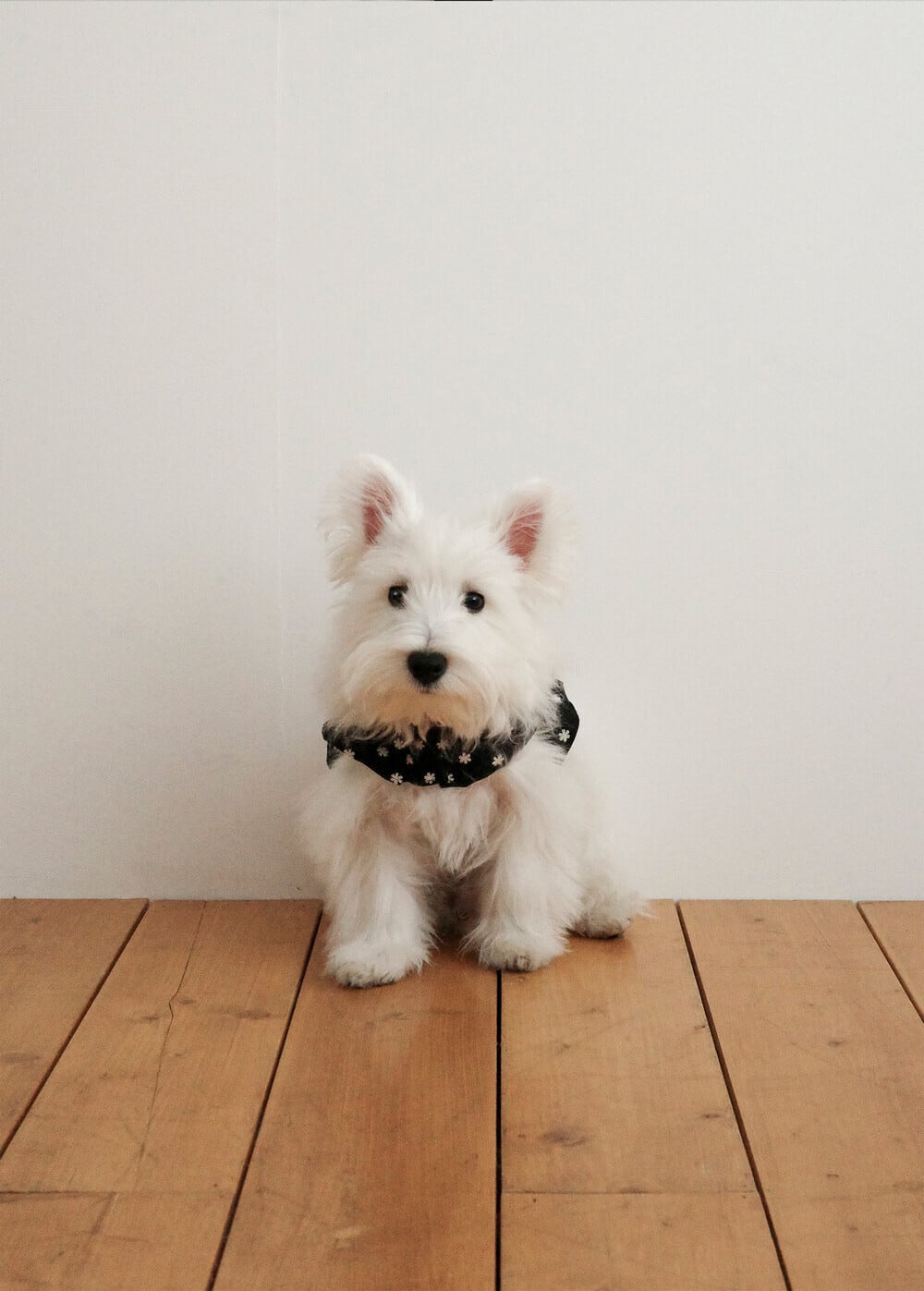 S/即納【OHDIBS】capeness no.24 _ BLACK