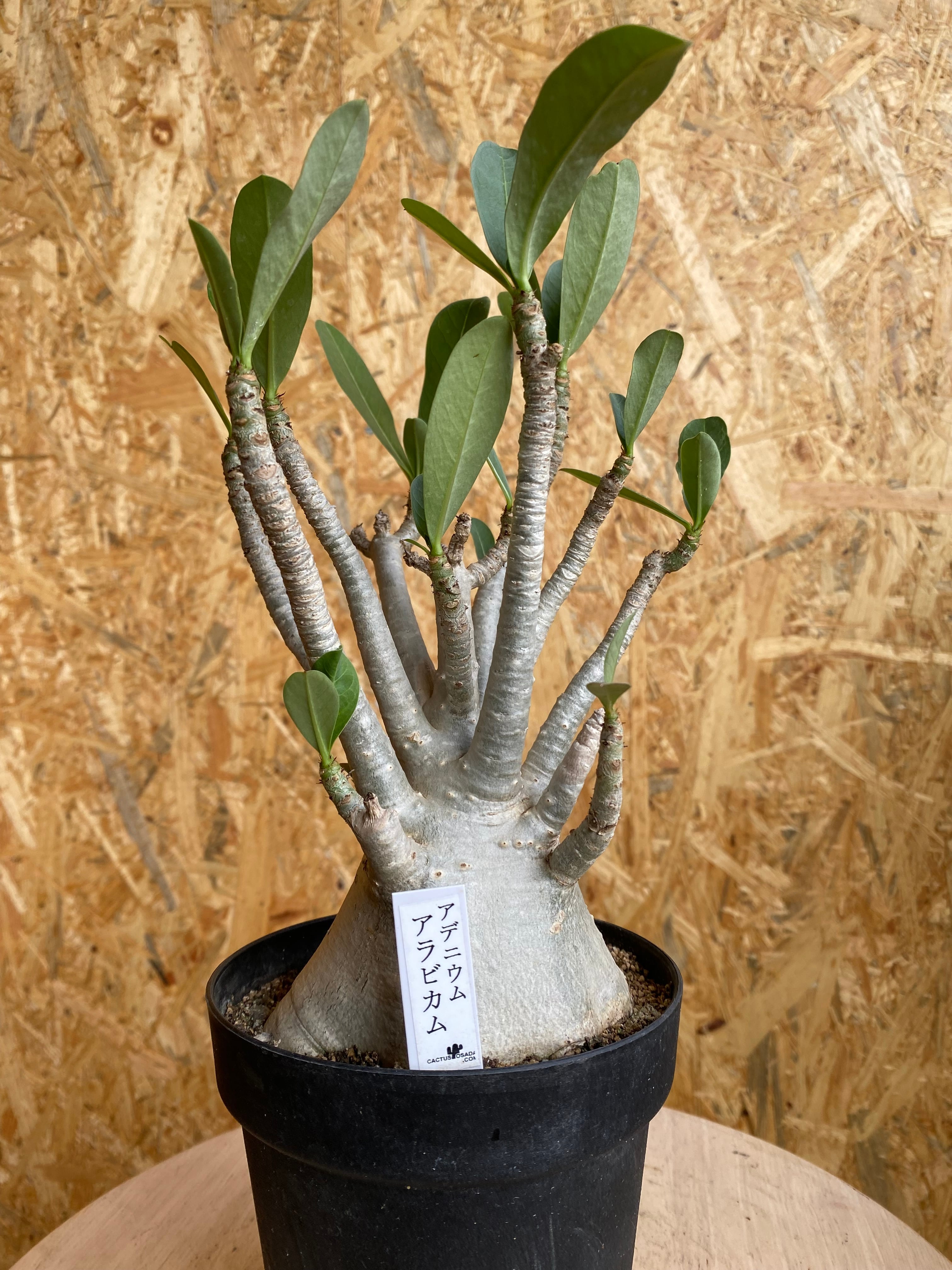 実生8年目】アデニウム・アラビカム