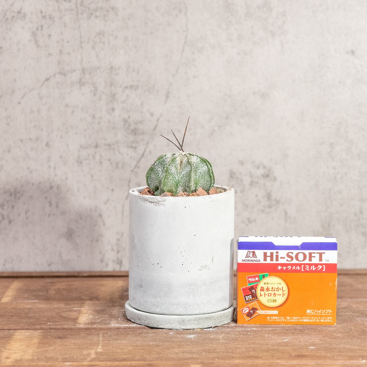 ニベウム(Astrophytum niveum)|雪のような白斑が美しいアストロフィツム属の逸品【手作りモルタル鉢】