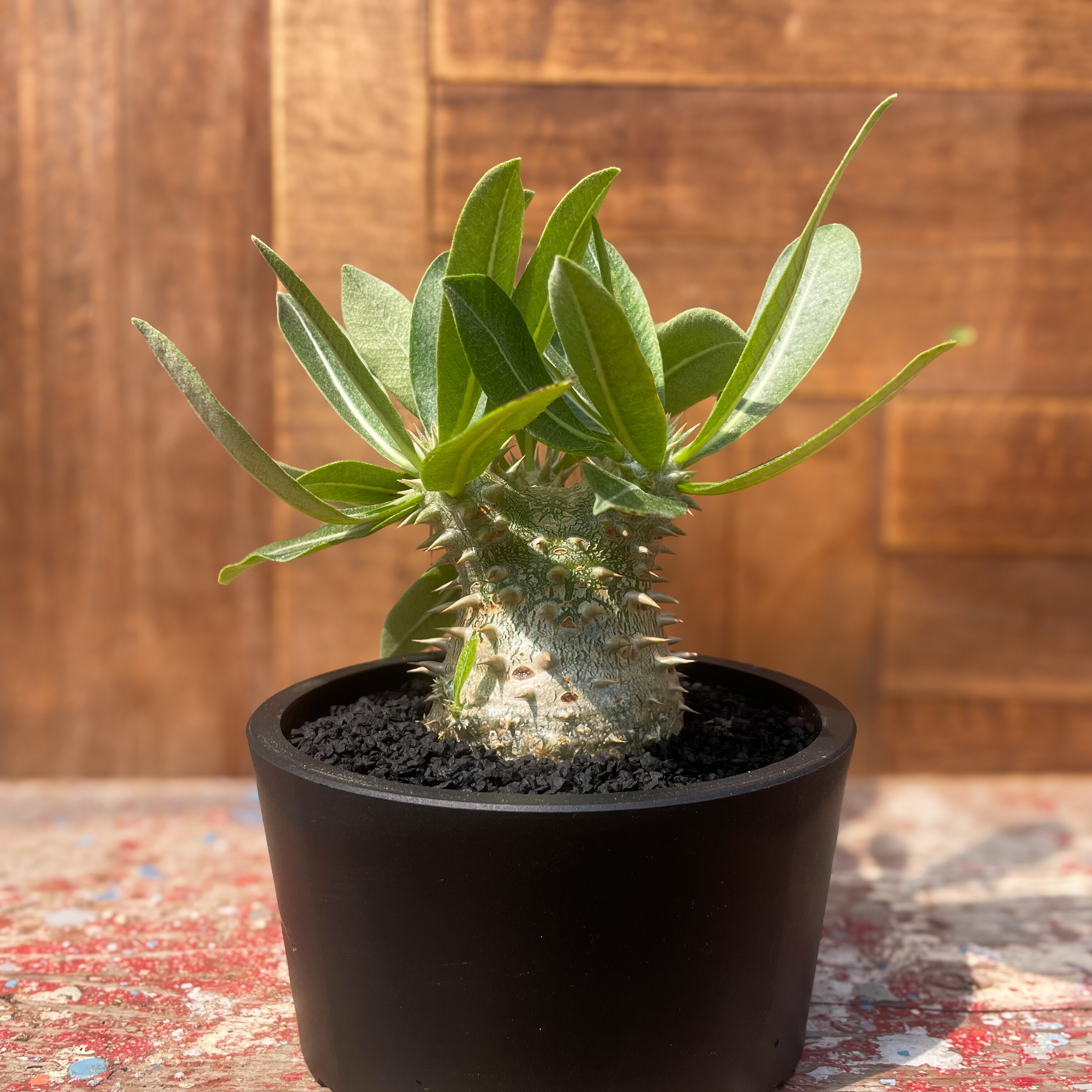 Pachypodium Densicaule【パキポディウム・恵比寿大黒・実生 