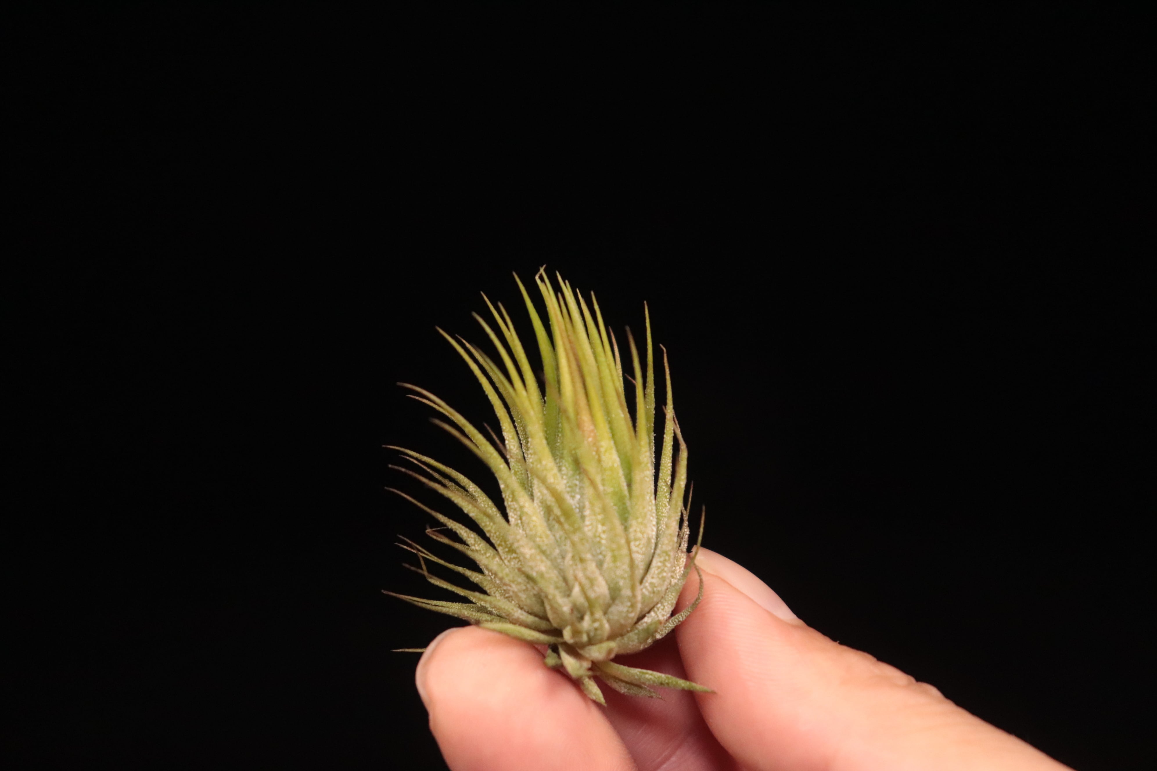 送料無料】ionantha 'Apretado' × ionantha 'Peanuts'〔エアプランツ