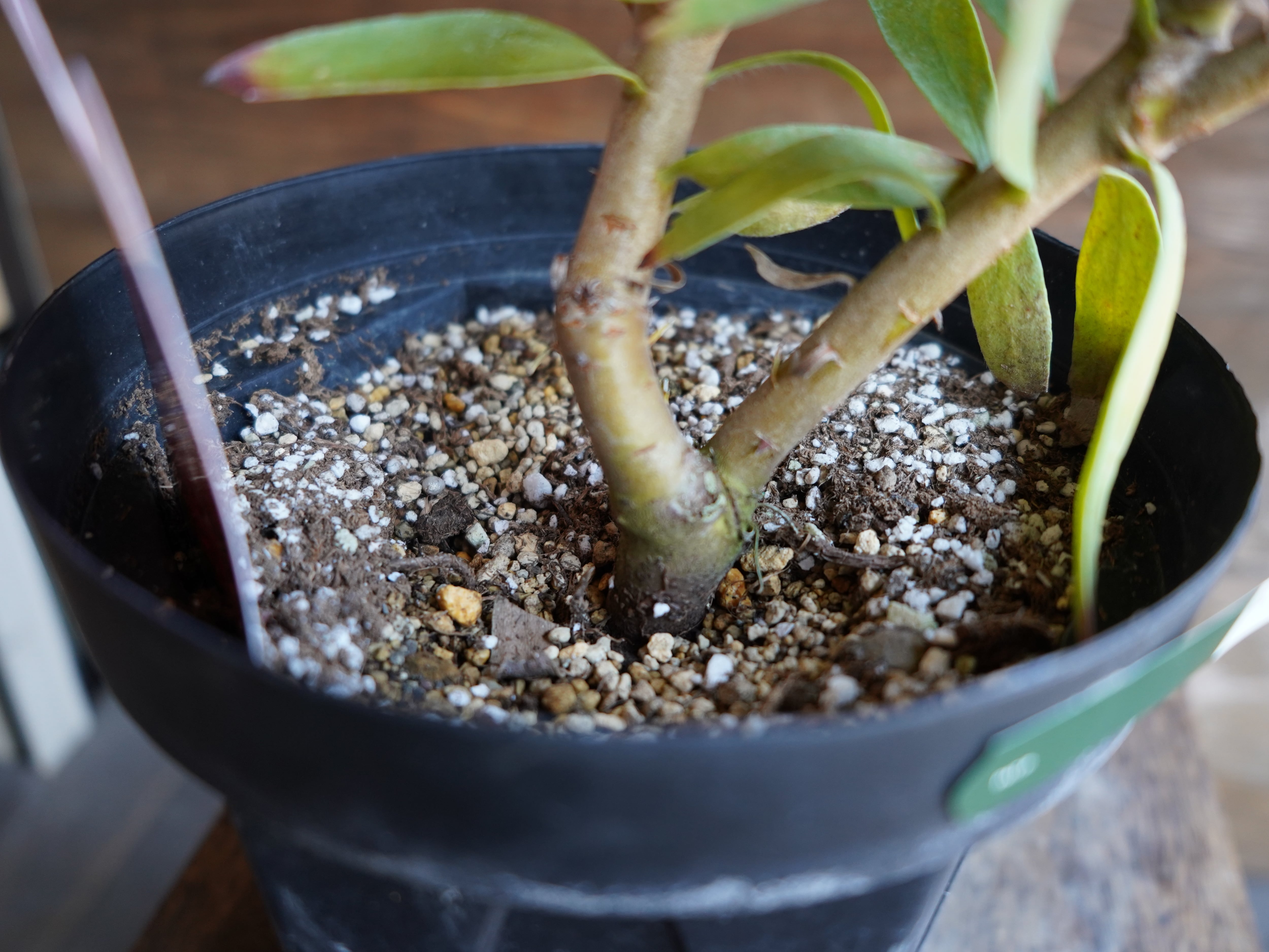 【現物】リューコスペルマム "リゴレット"