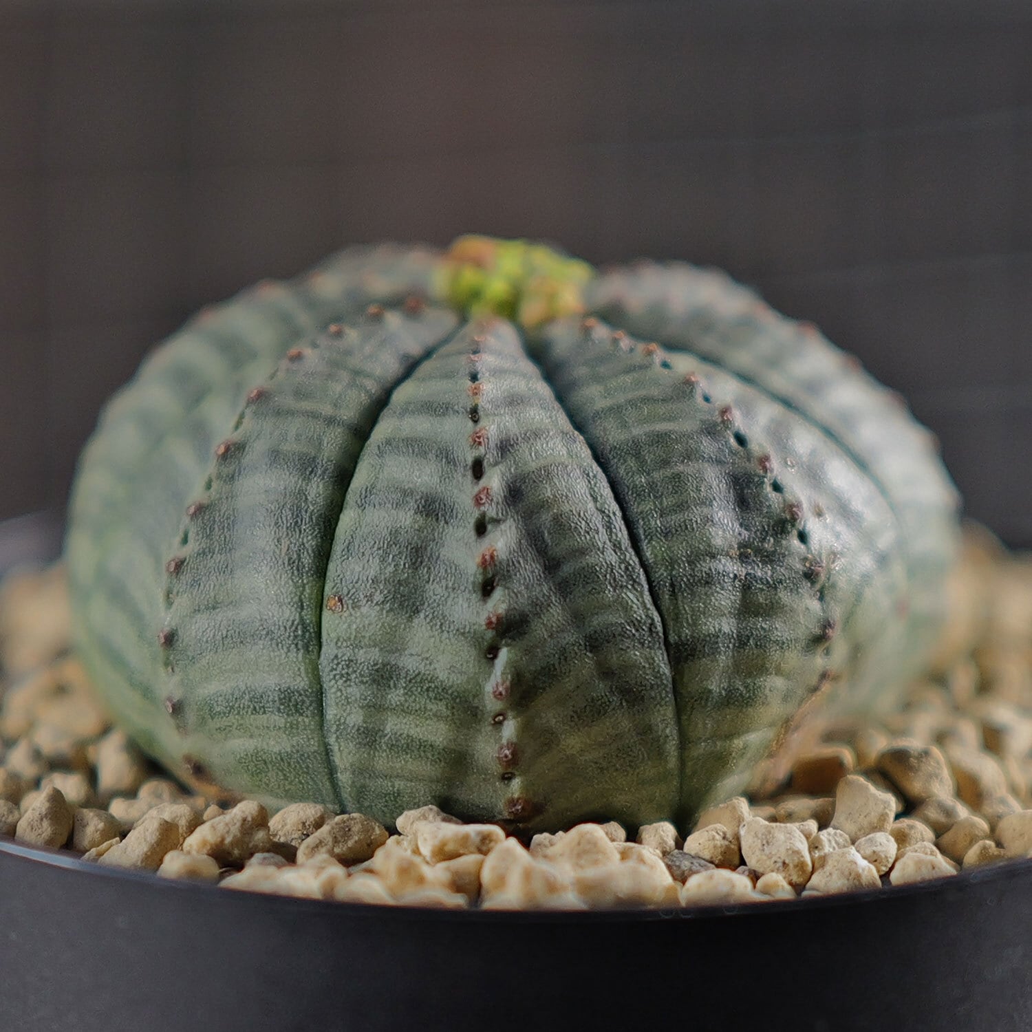 メス株 扁平 オベサ / ユーフォルビア