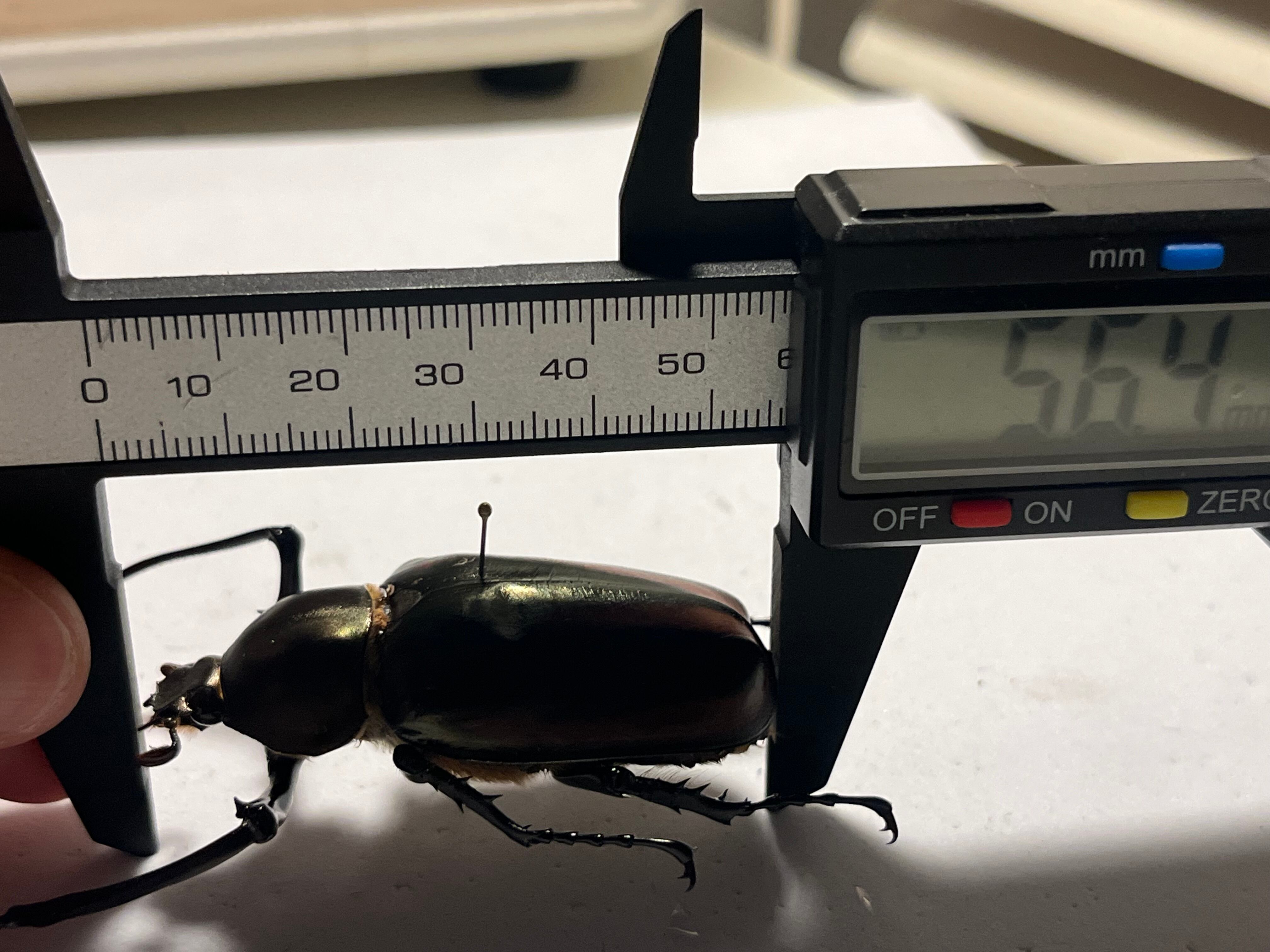 手長黄金最高峰】セスジドウナガテナガコガネ ♂標本 プラチナコガネ