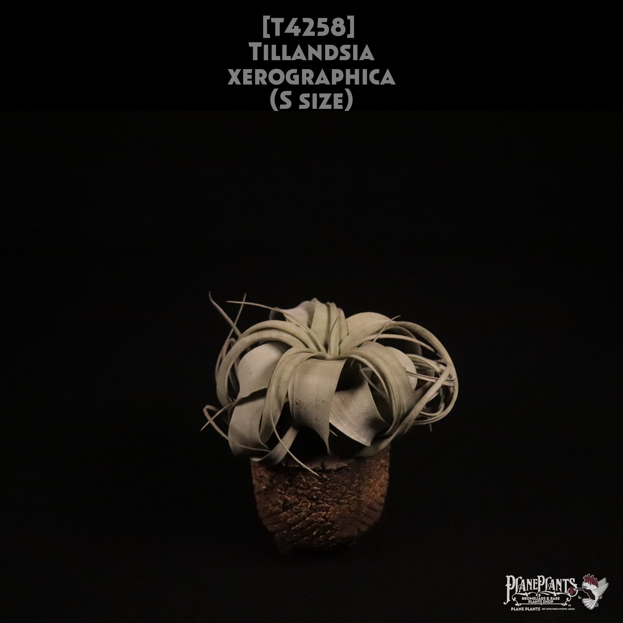 【送料無料】xerographica S〔エアプランツ〕現品発送T4258