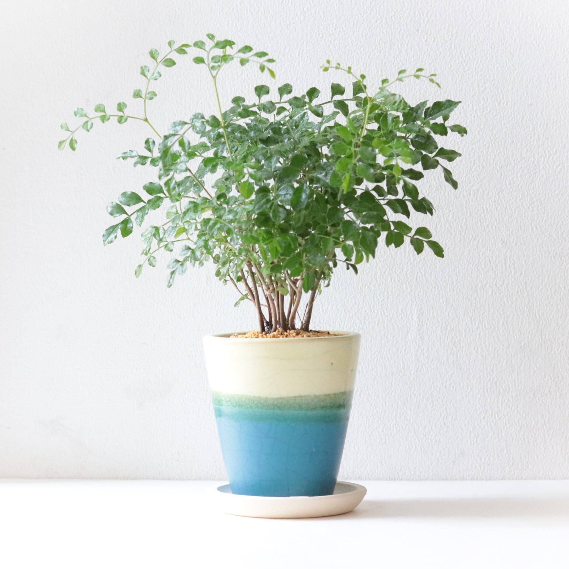 グリーン】シマトネリコ | ジーフラットインテリアショップ | online shop