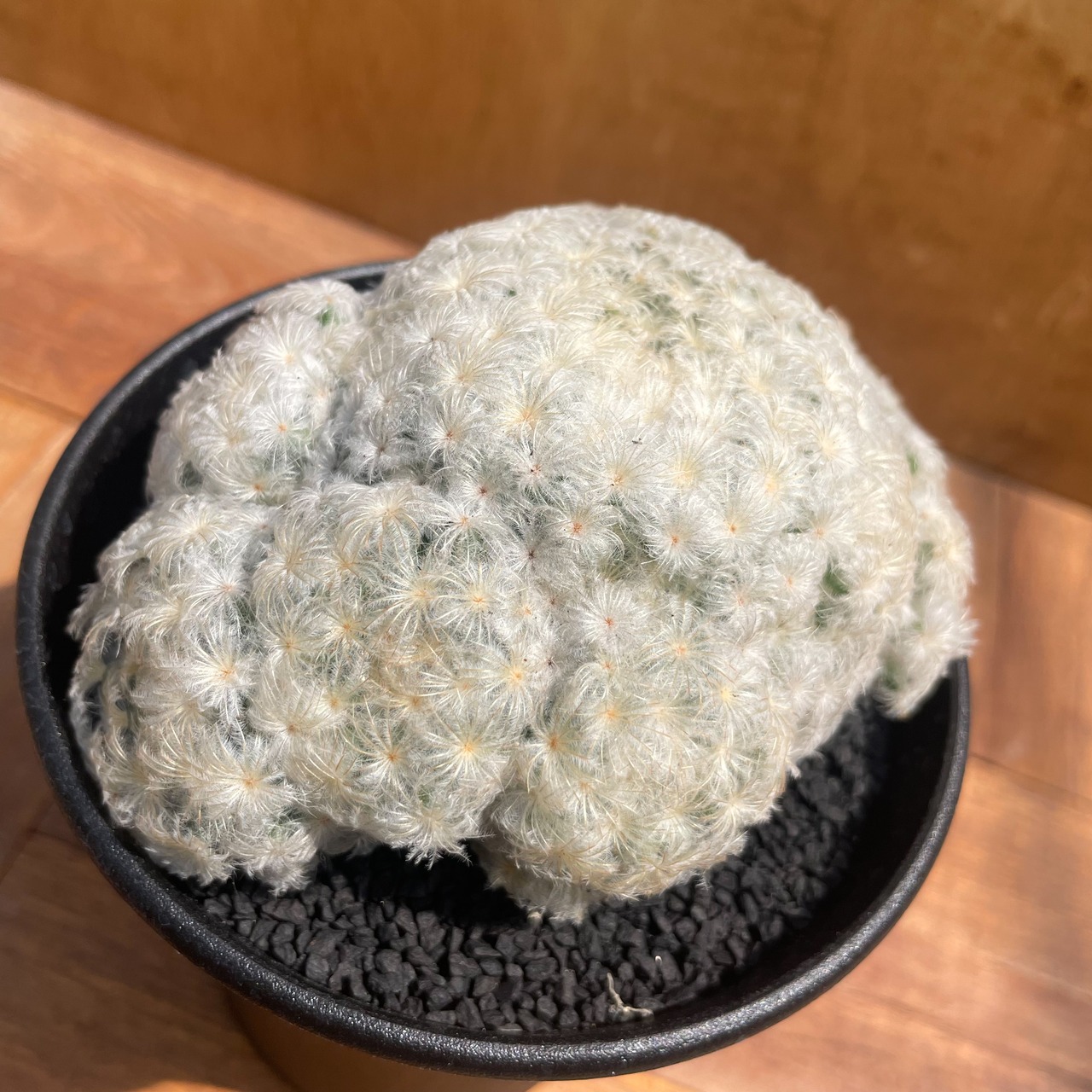 Mammillaria plumosa 【マミラリア・大型白星】