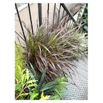 Pennisetum setaceum 'Rubrum'
