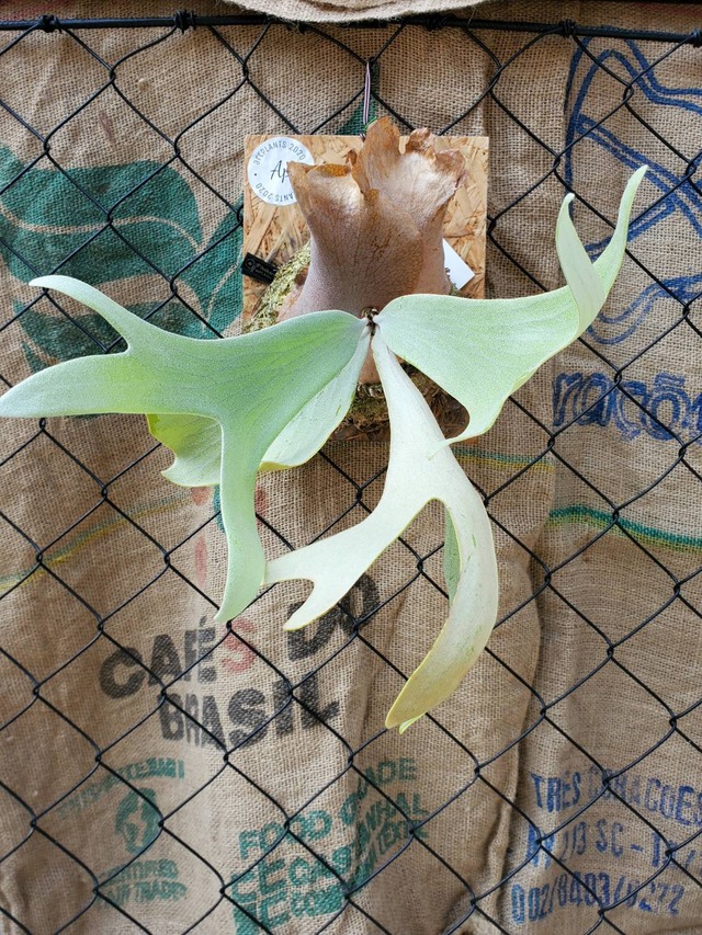 P. Saikeaw (pup)【artPLANTs】 ビカクシダ/Platycerium