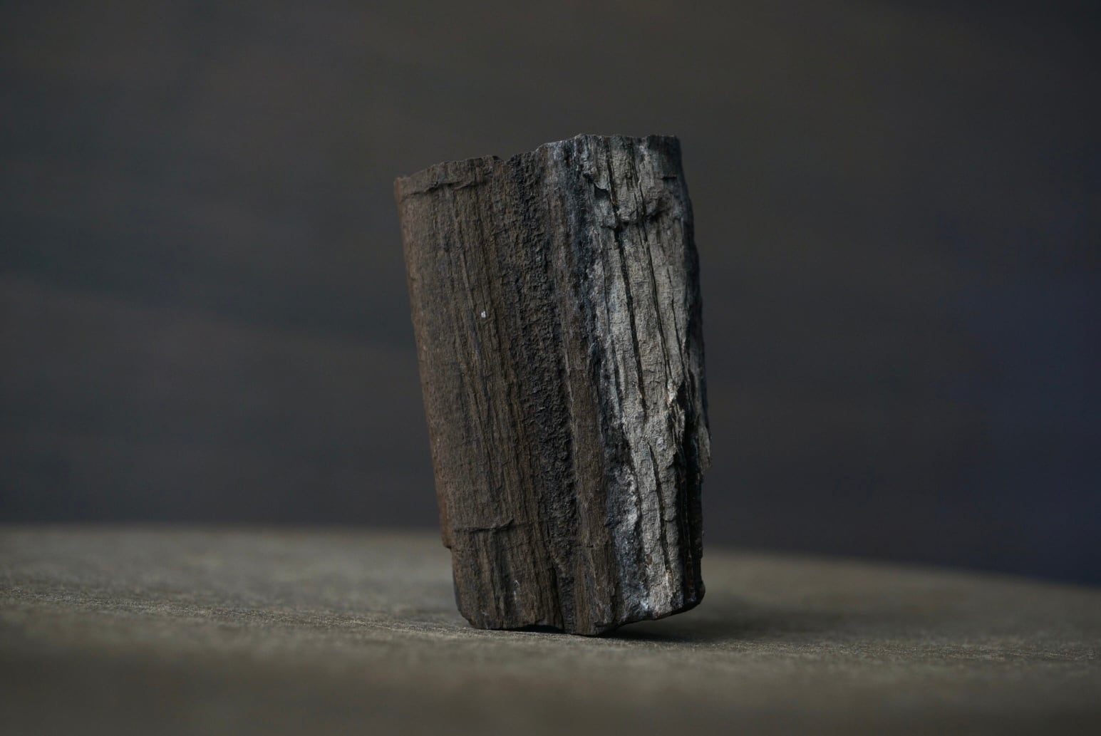 イングランド産アンモナイト化石 Ammonite Dactylioceras commune