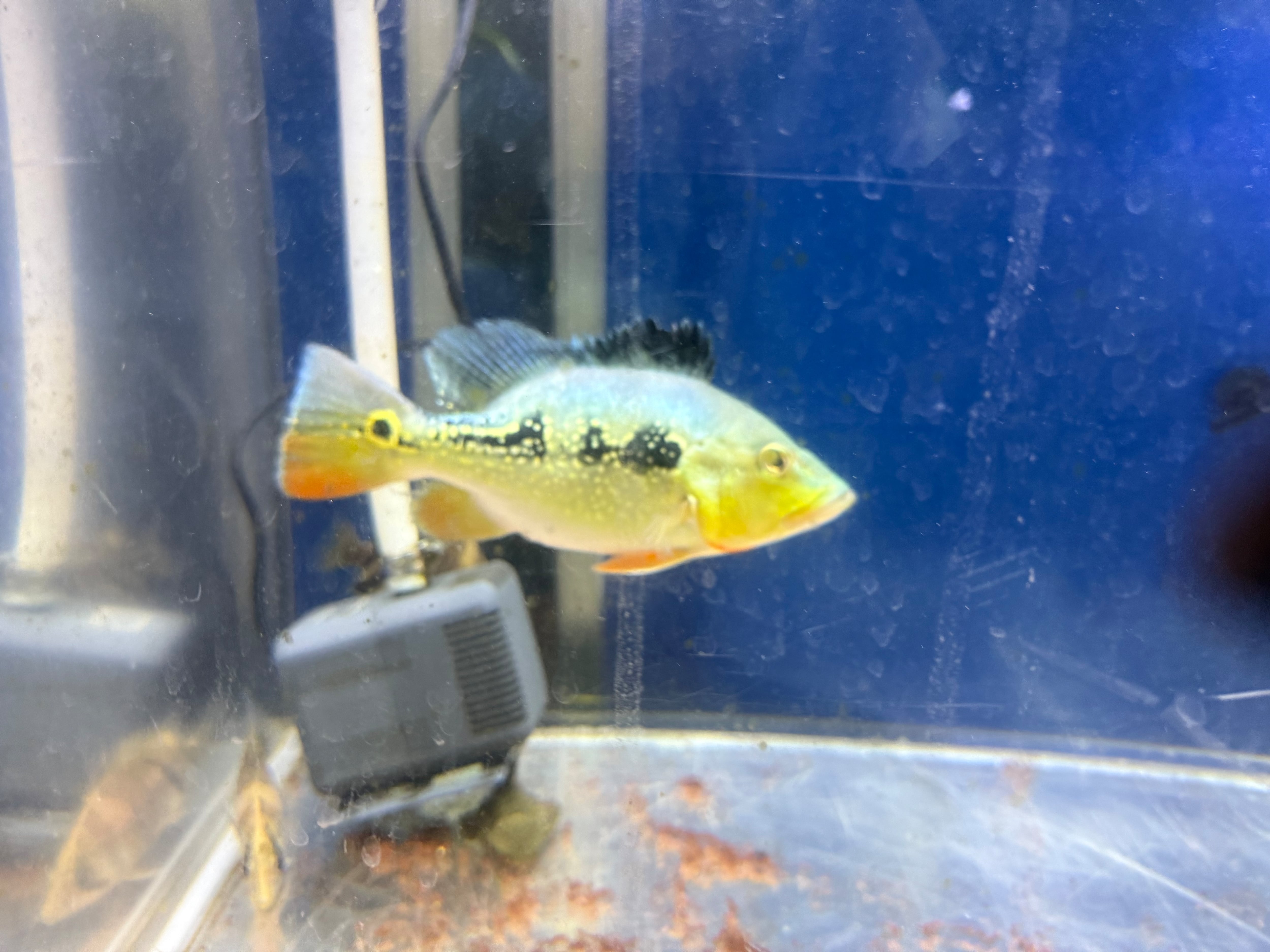 キクラ　三種 熱帯魚）キクラ・オリノセンシス（オリノコエンシス）Mサイズ