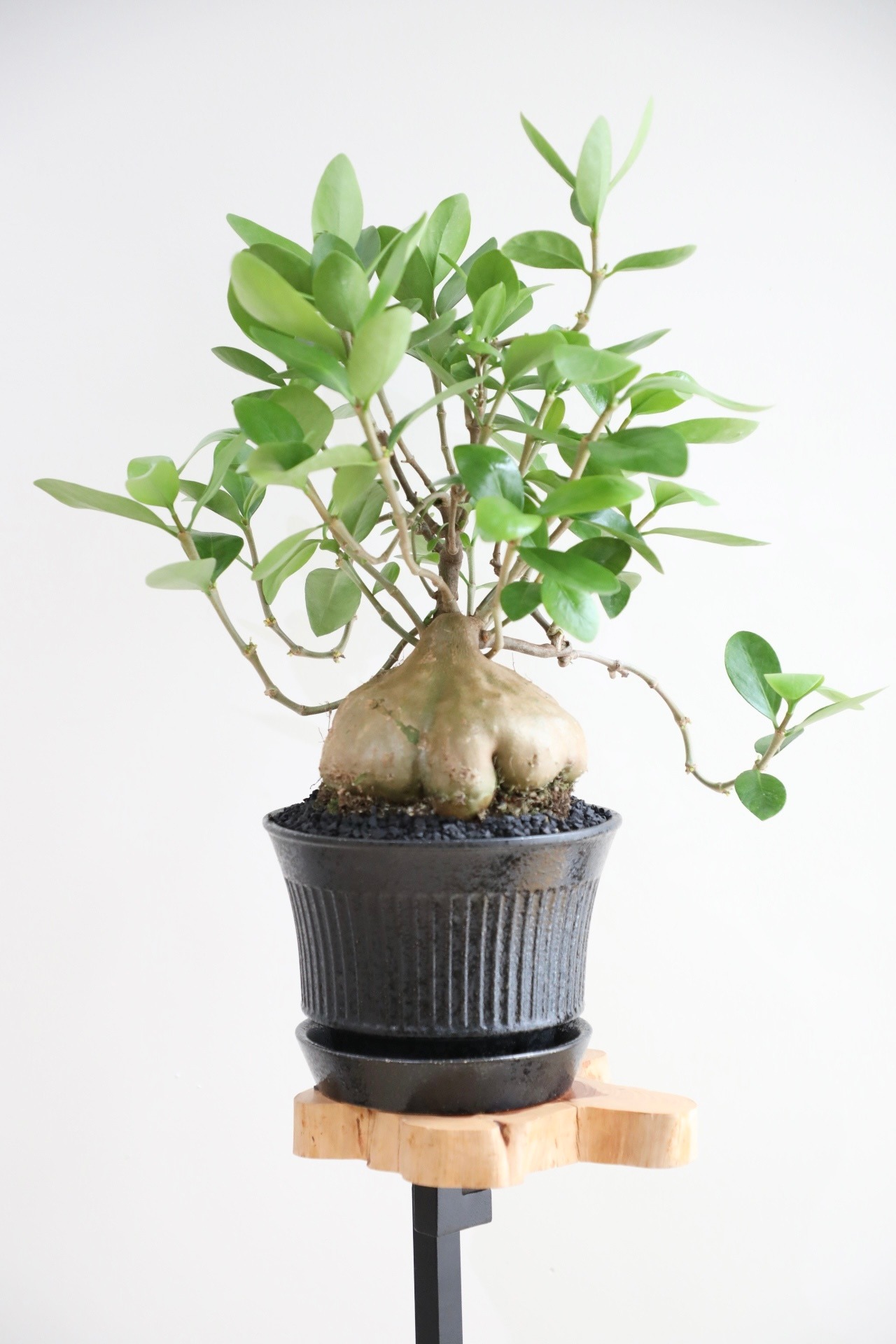 【M】ヒドノフィツム フォルミカルム/Hydnophytum formicarum 　※陶器鉢付き