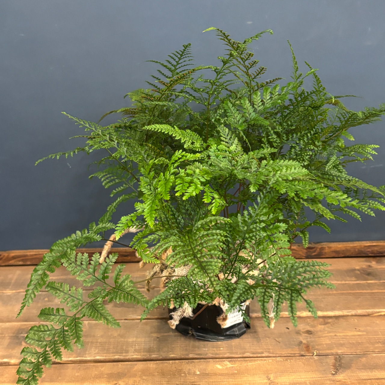 トキワシノブ【932】