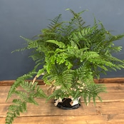 トキワシノブ【932】