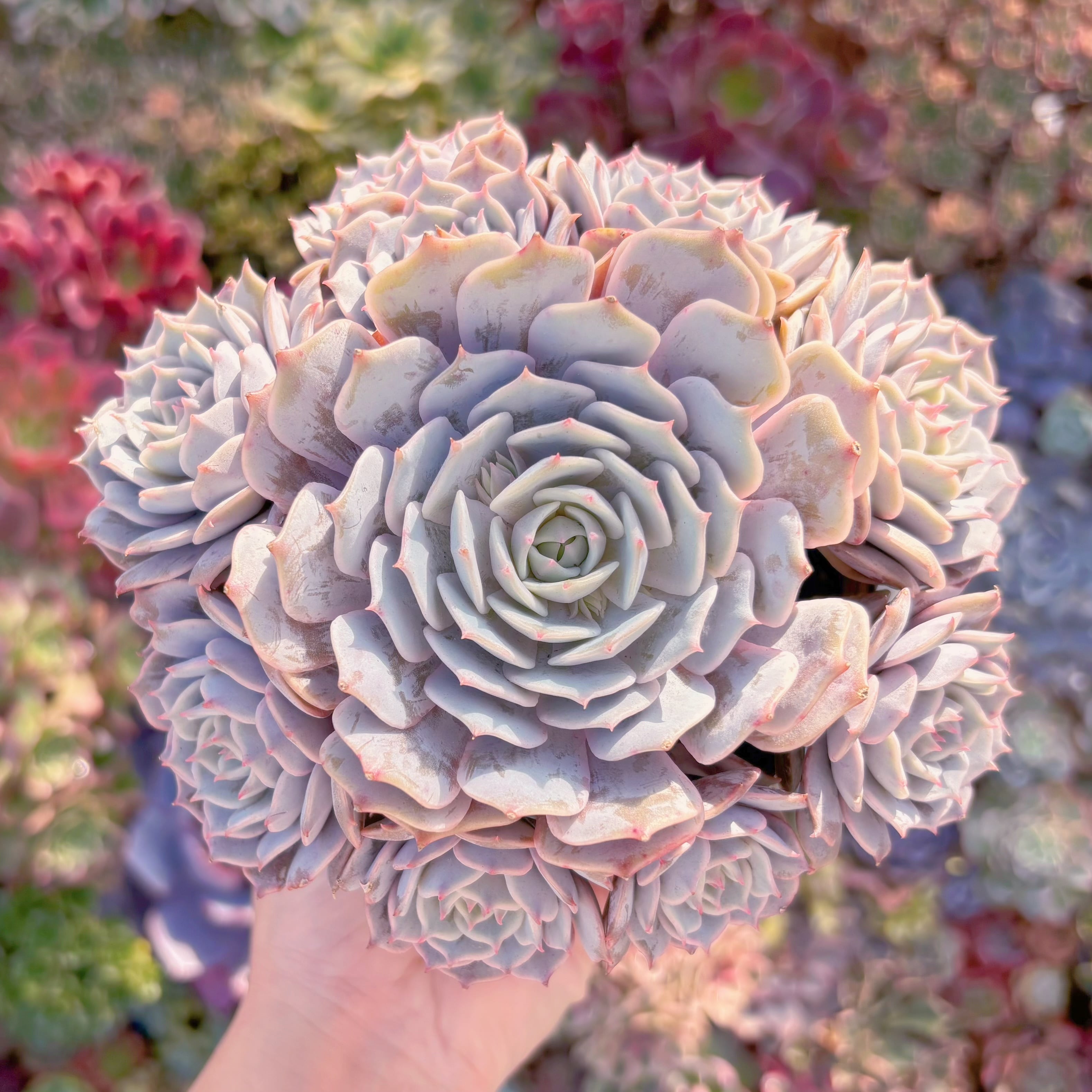 現品　ローラ#888　大群生　理想的な株姿　新入荷　るる農園