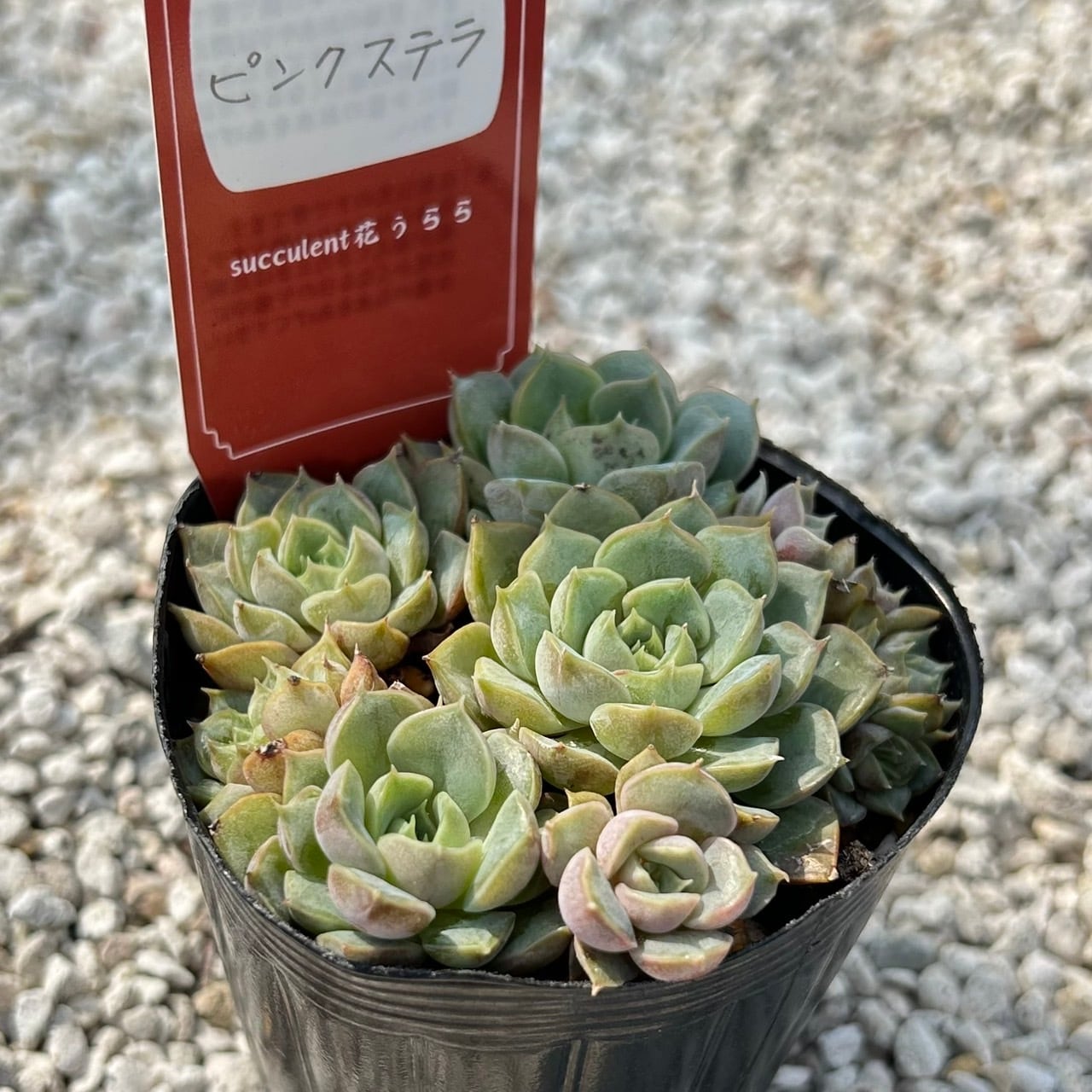 ALL ITEM | Succulent 花うらら 〜多肉植物