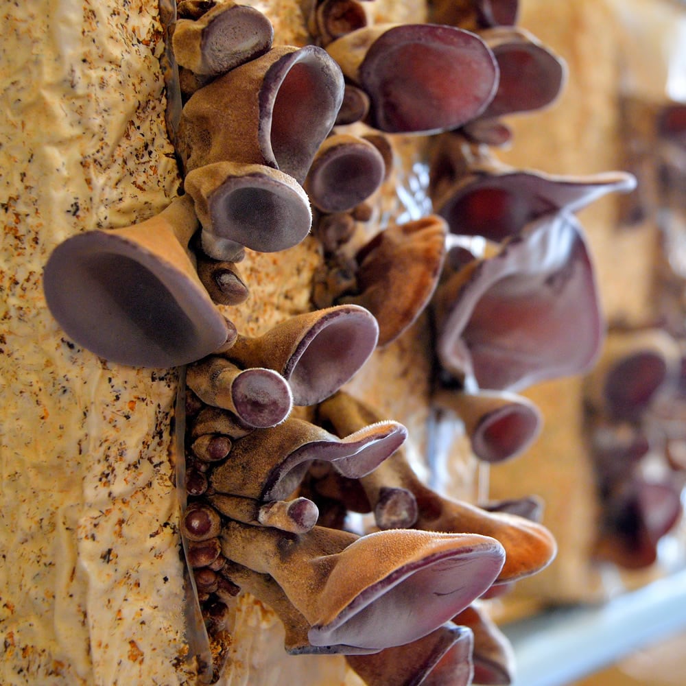 業務用乾燥きくらげ（L・ホール）｜甲西陸運株式会社（株式会社KOHDEN